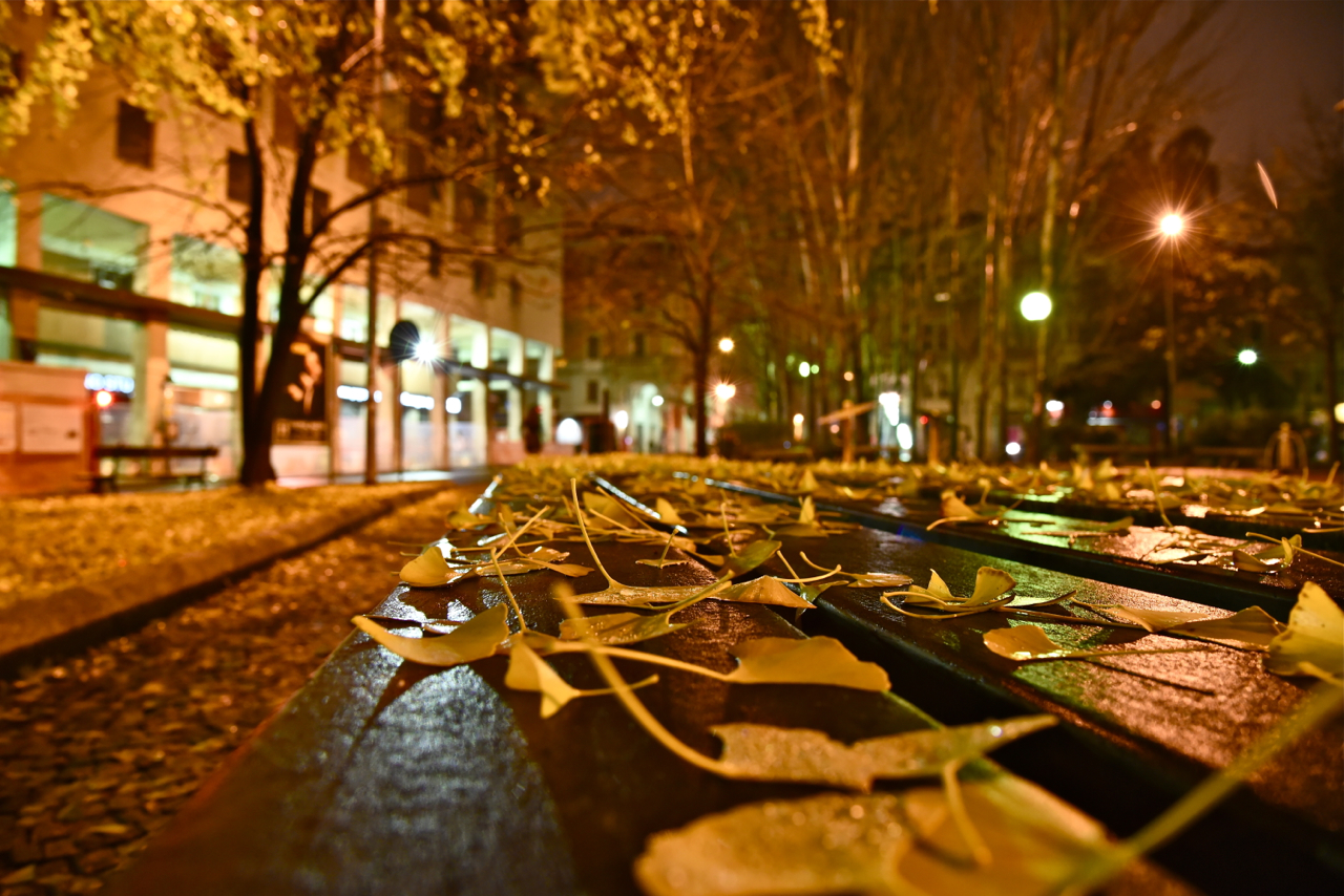 Foglie d'autunno...