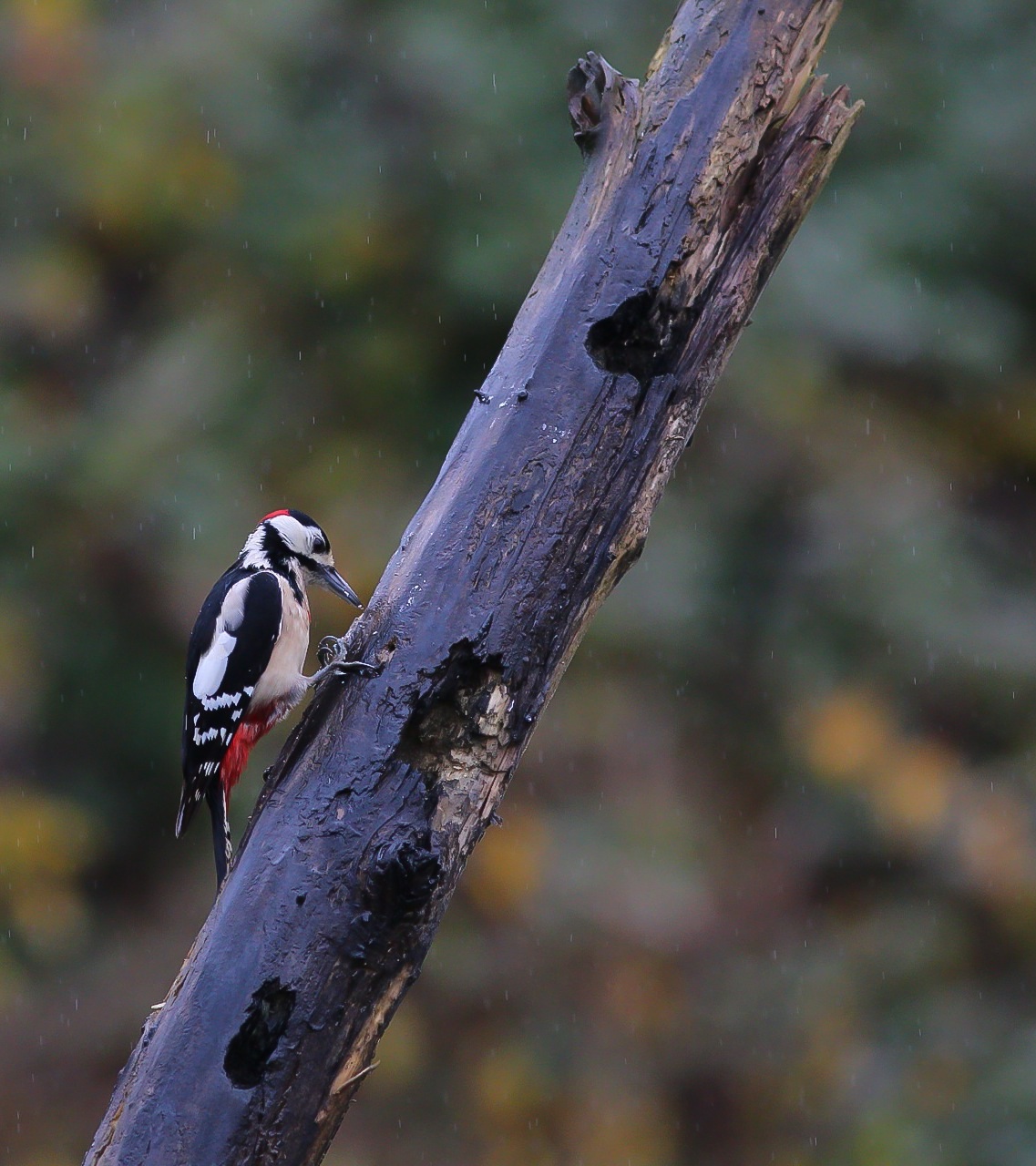 Woodpecker...