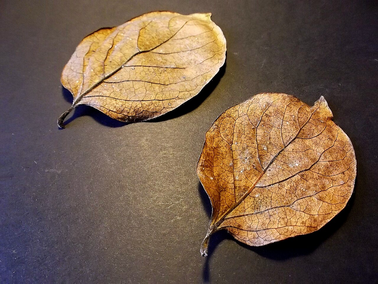 2 leaves...
