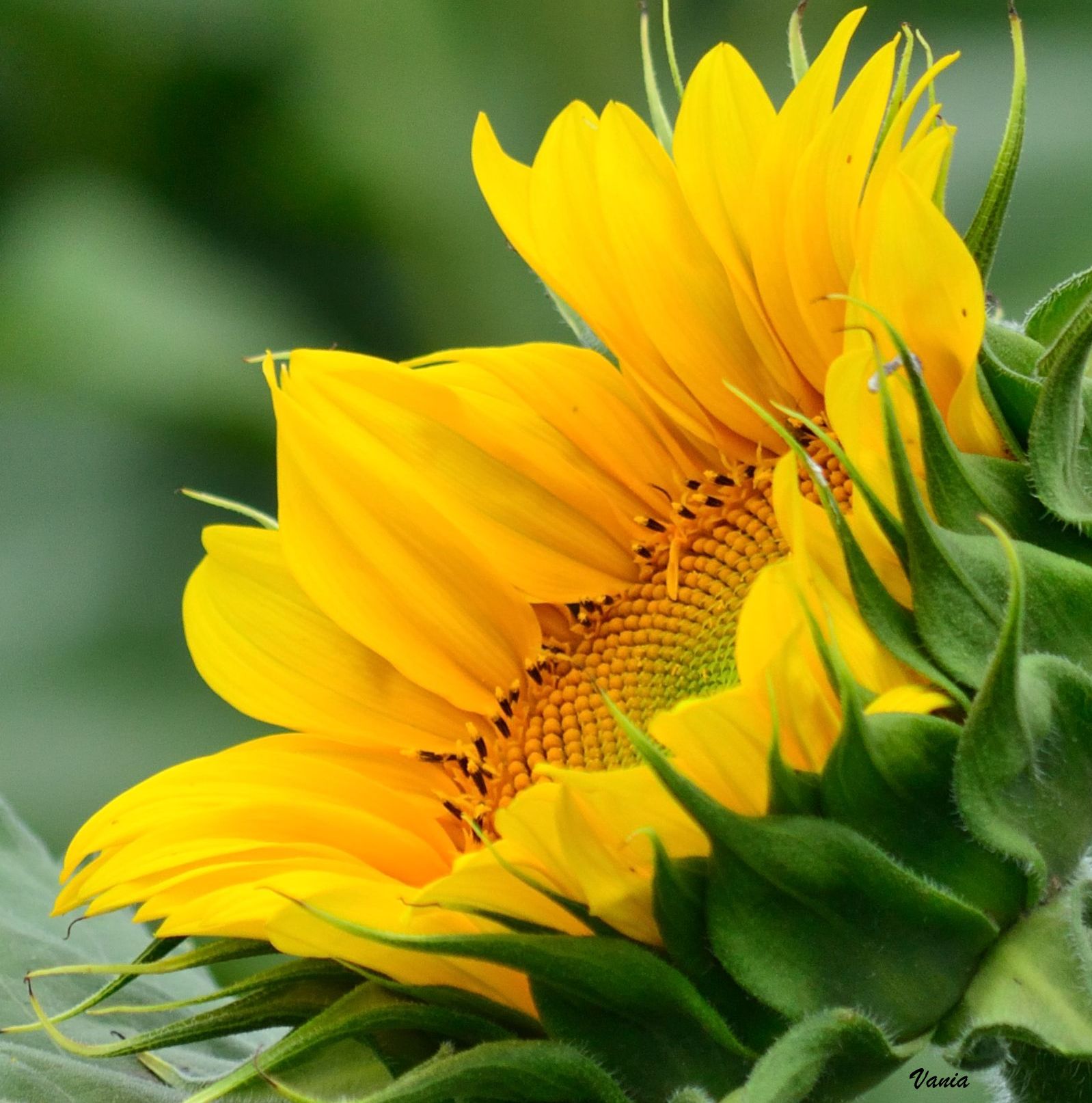 Girasole...