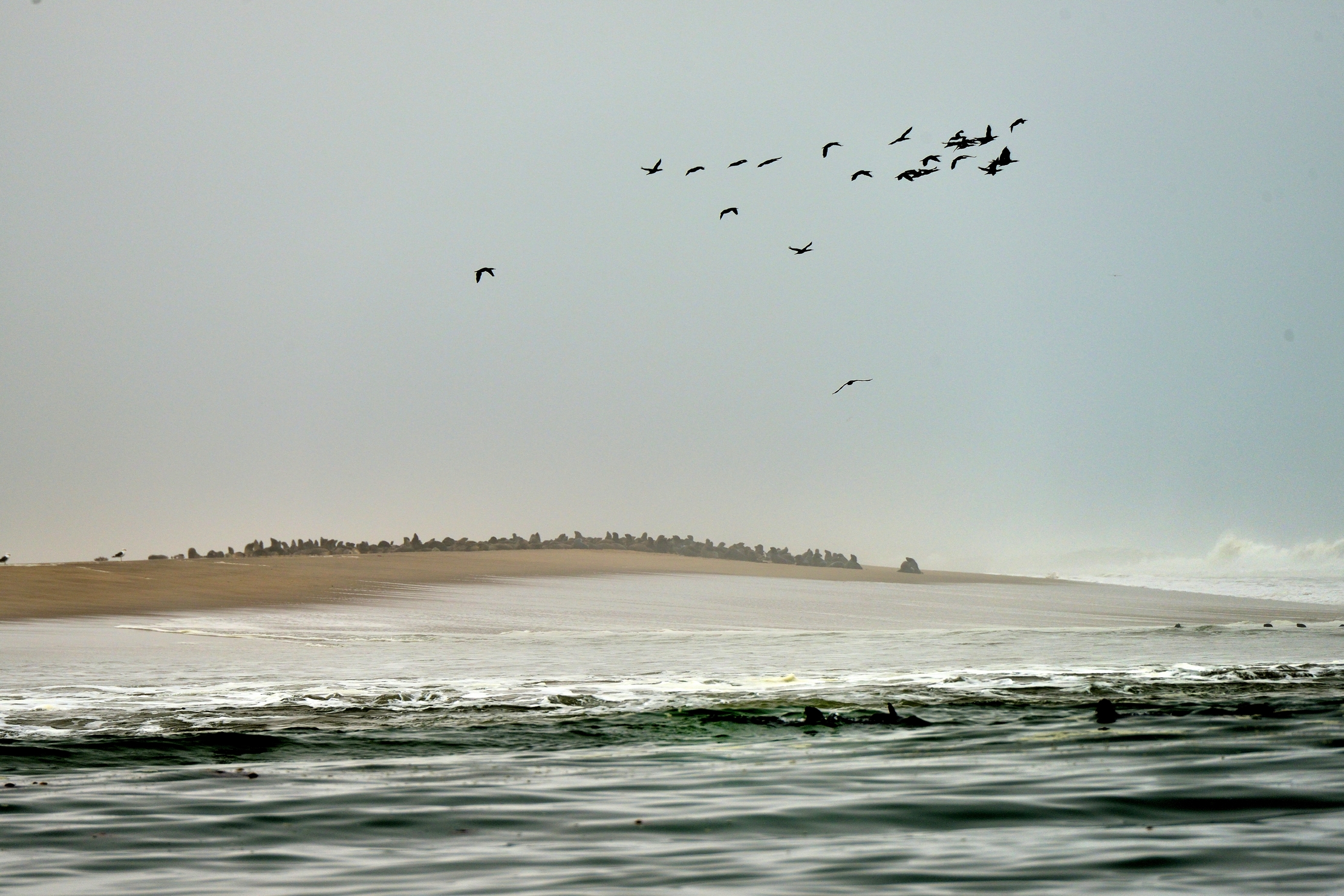 Skeleton coast - Colony Otarie...