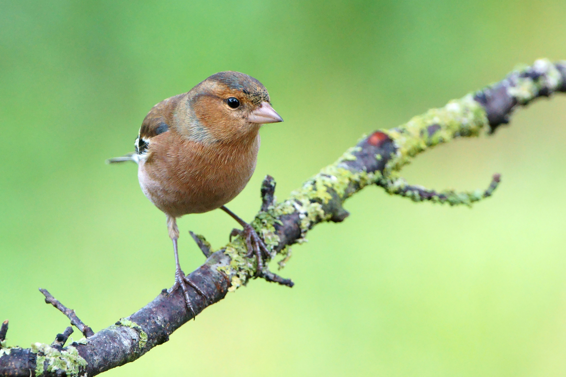 Chaffinch intrigued...