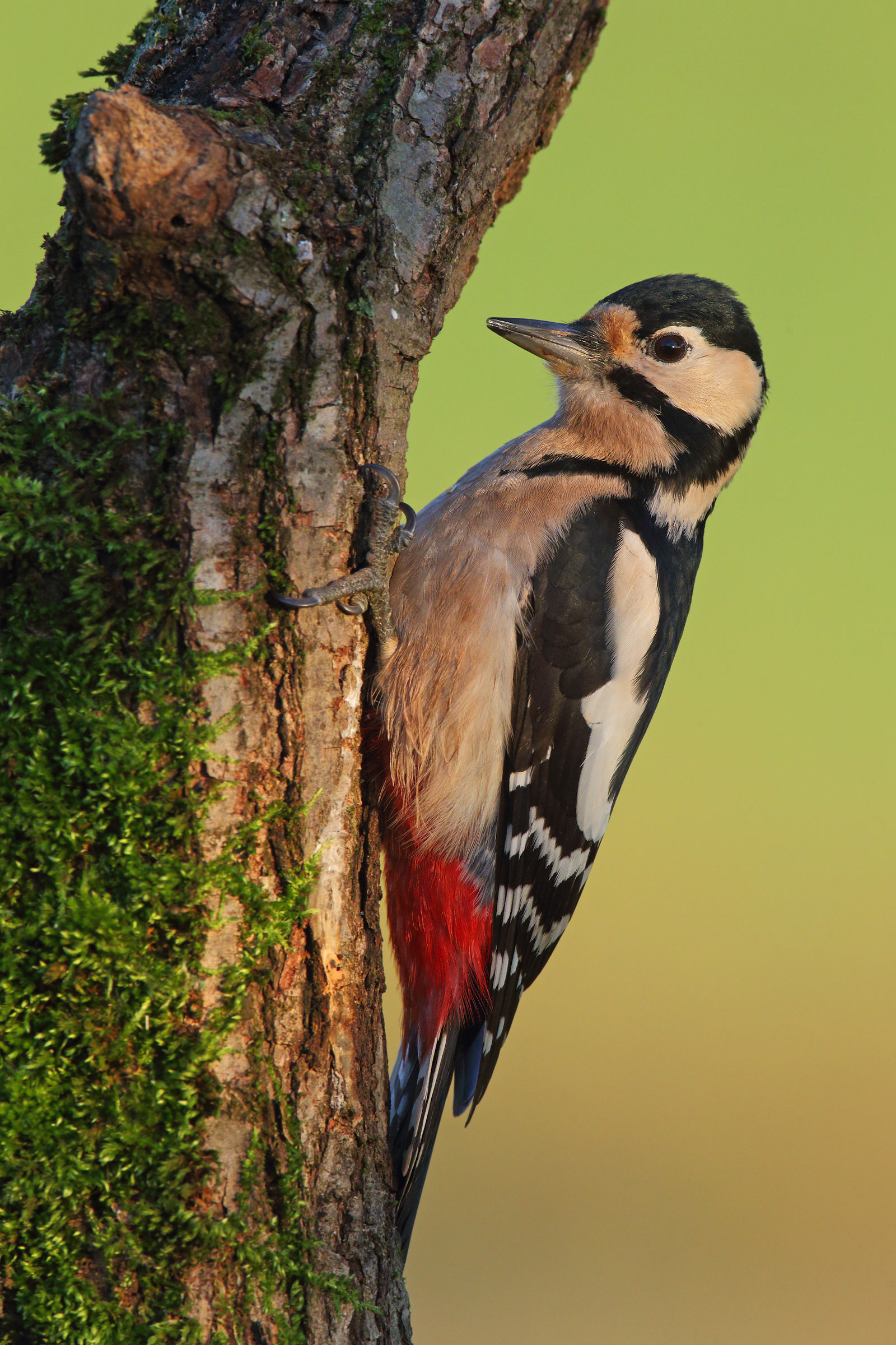 Female woodpecker dawn...