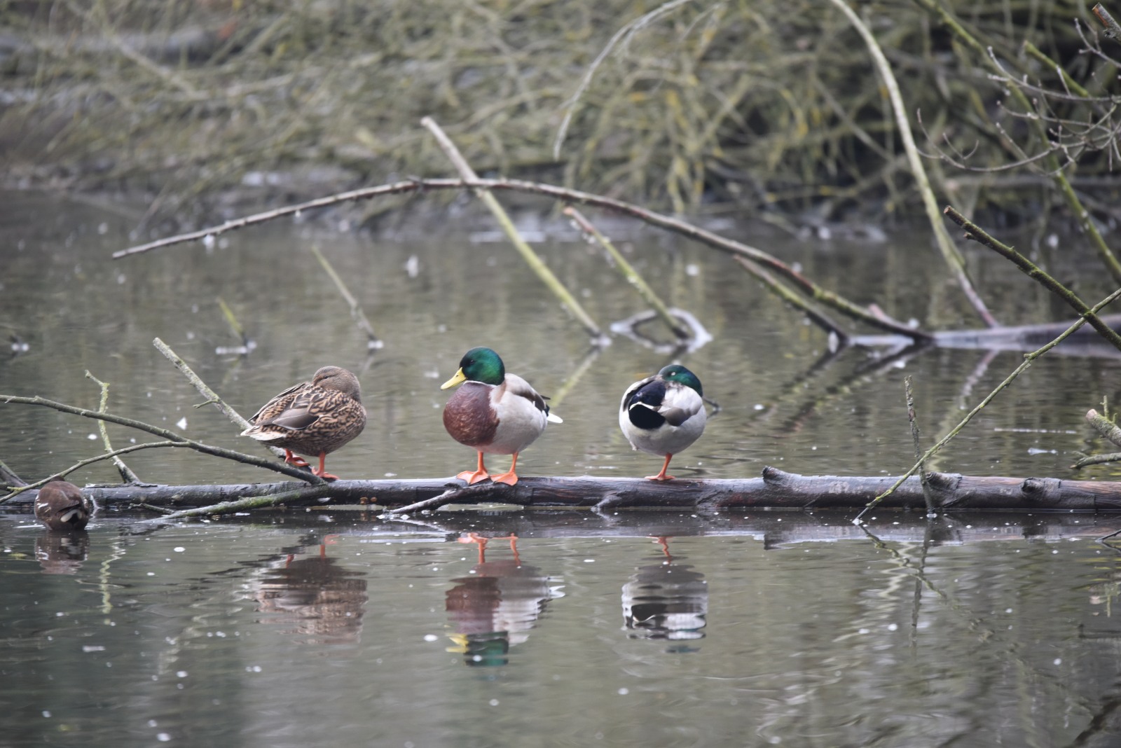 first shots with the Sigma 150-600mm...