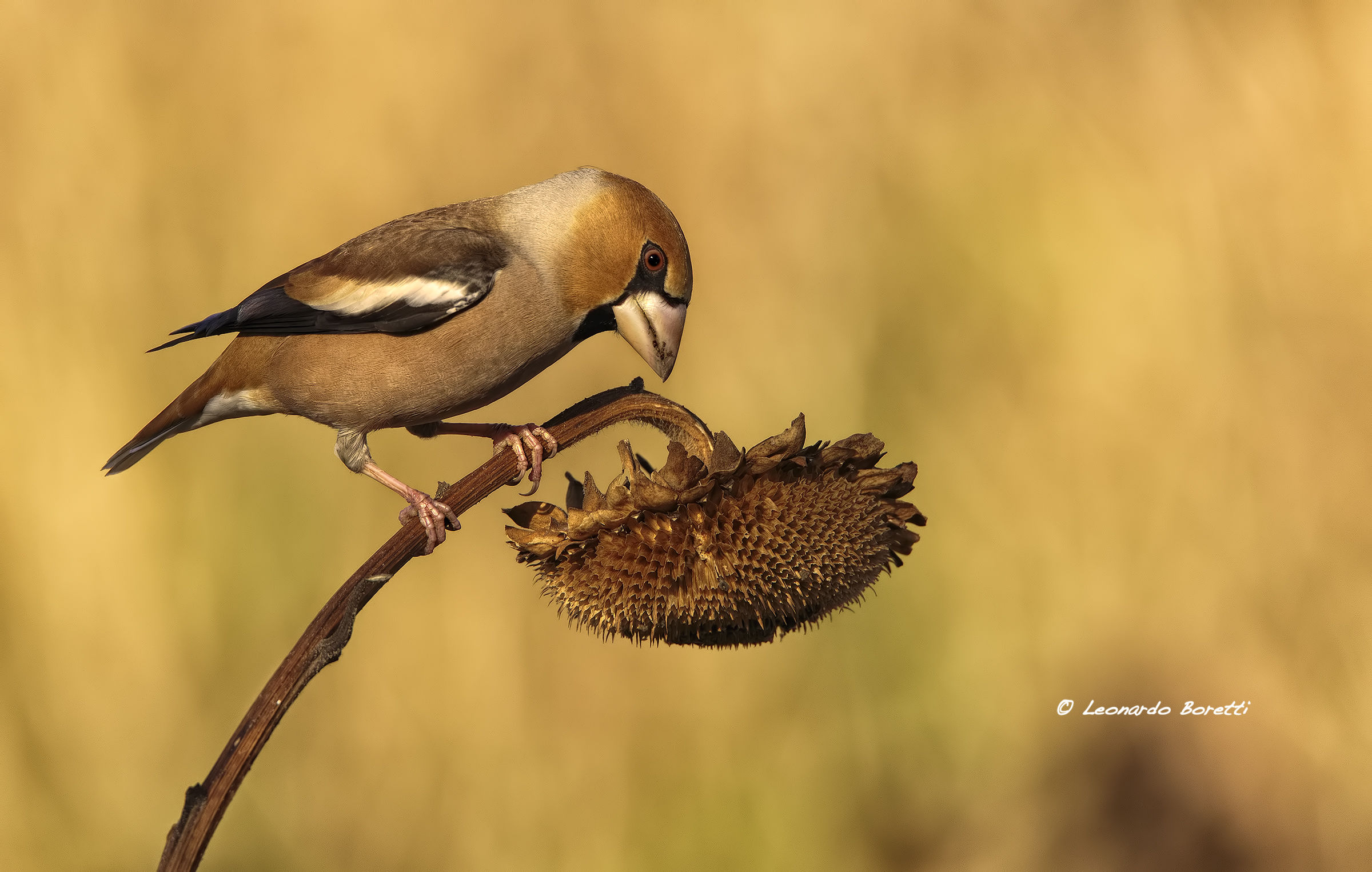Hawfinch...