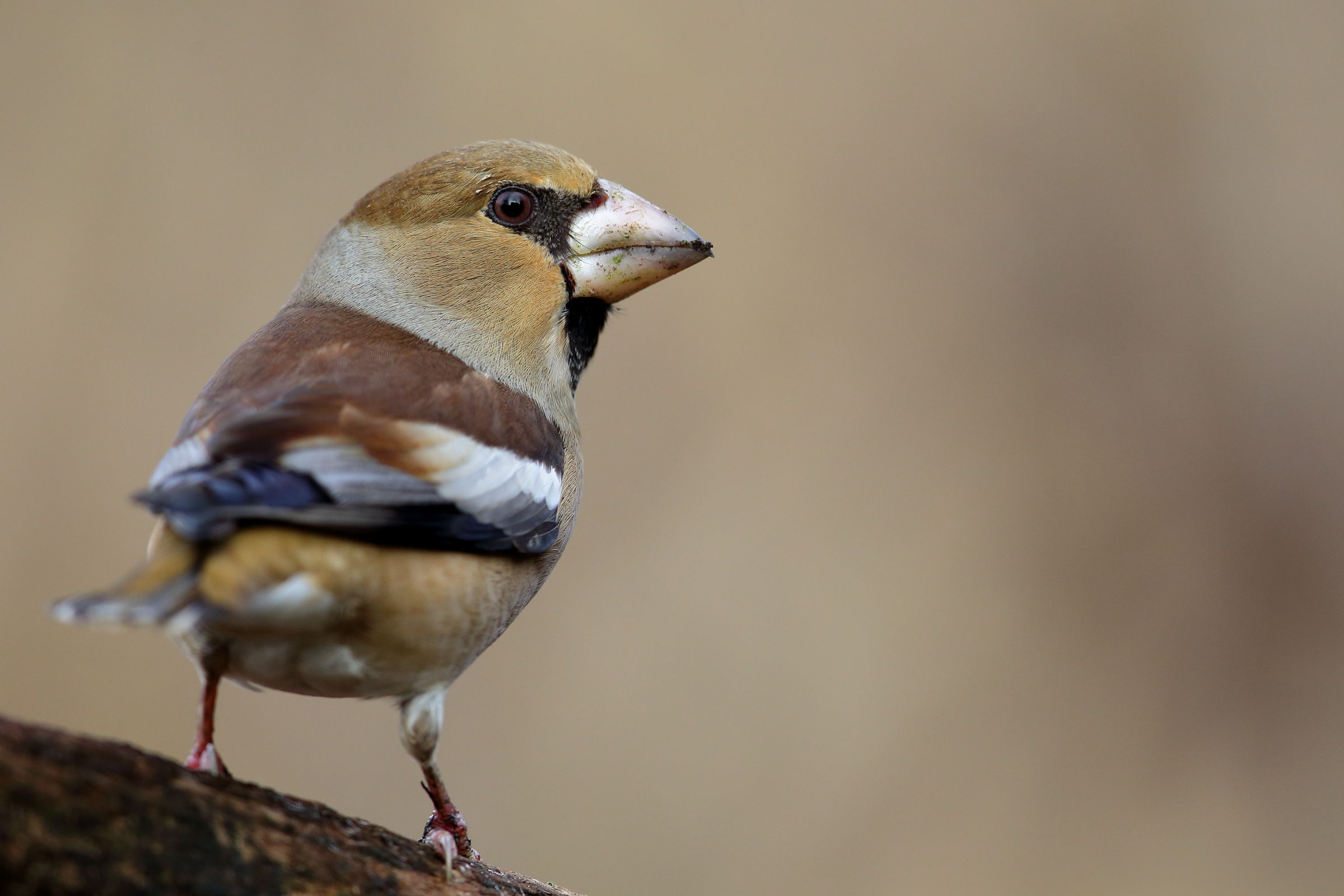 Hawfinch after the meal...