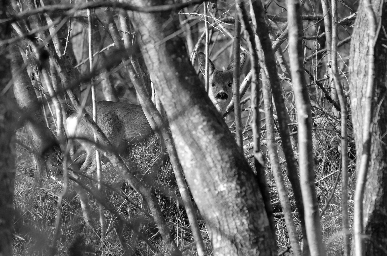 Female roe deer curious...