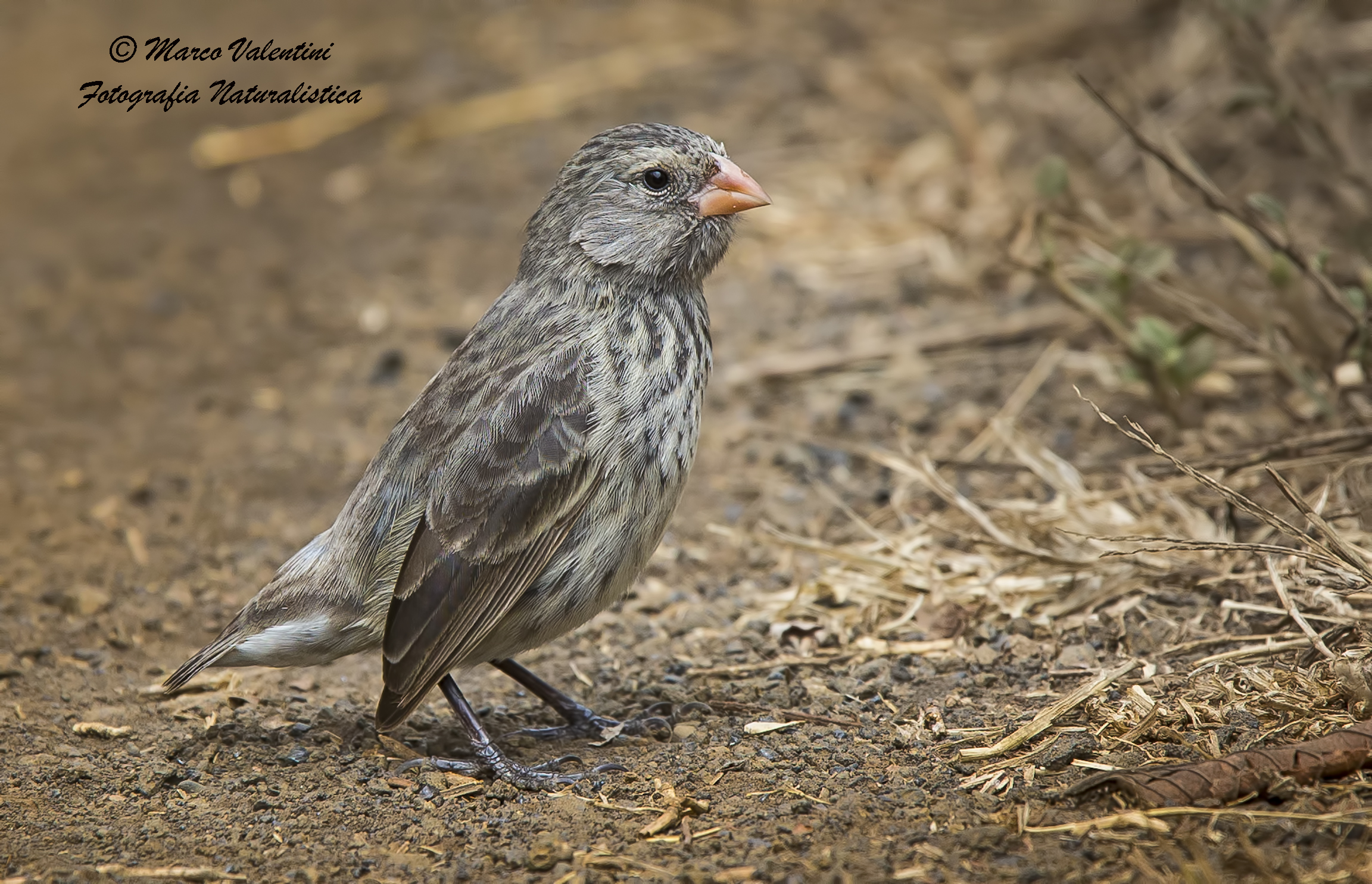 Darwin's finches...