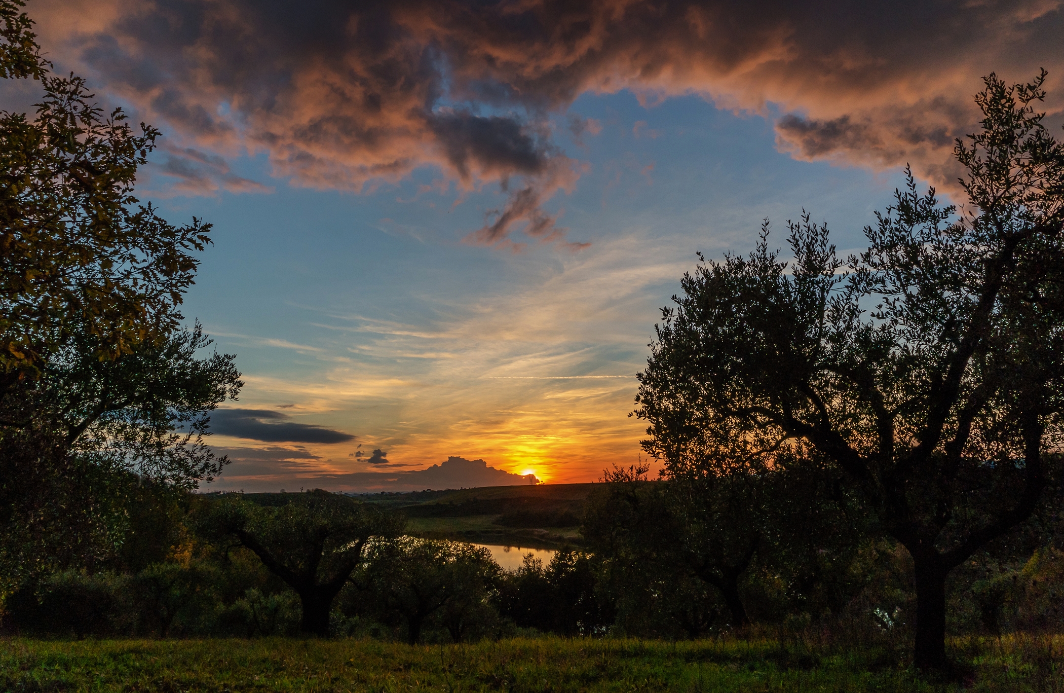 Sunset between fli olive...
