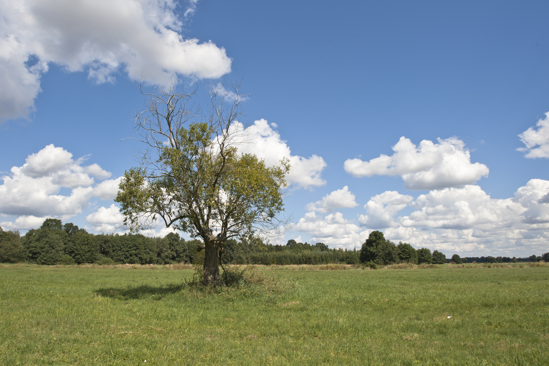 albero...
