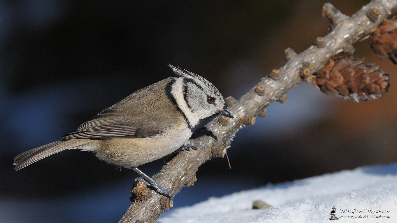 Crested Tit...