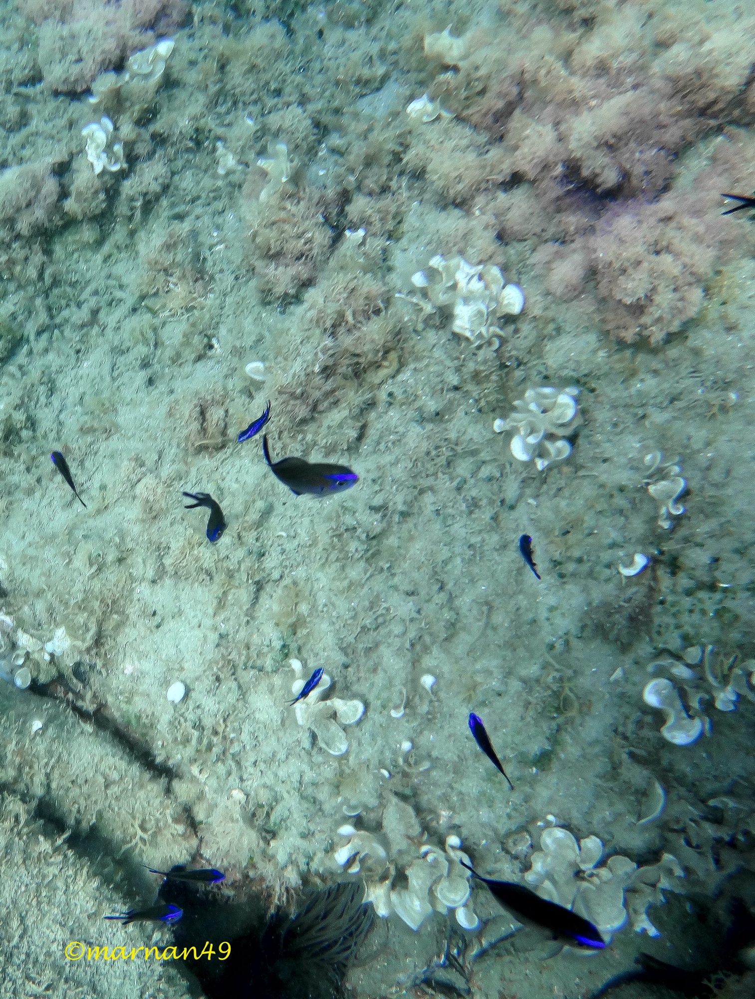 Chromis chromis fish castagnola...