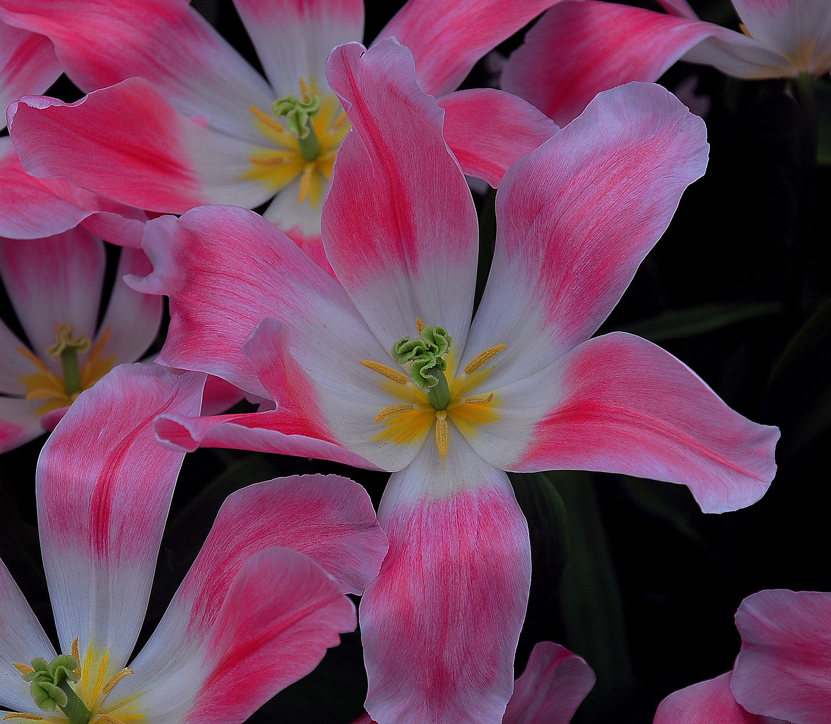 tulipano rosa...
