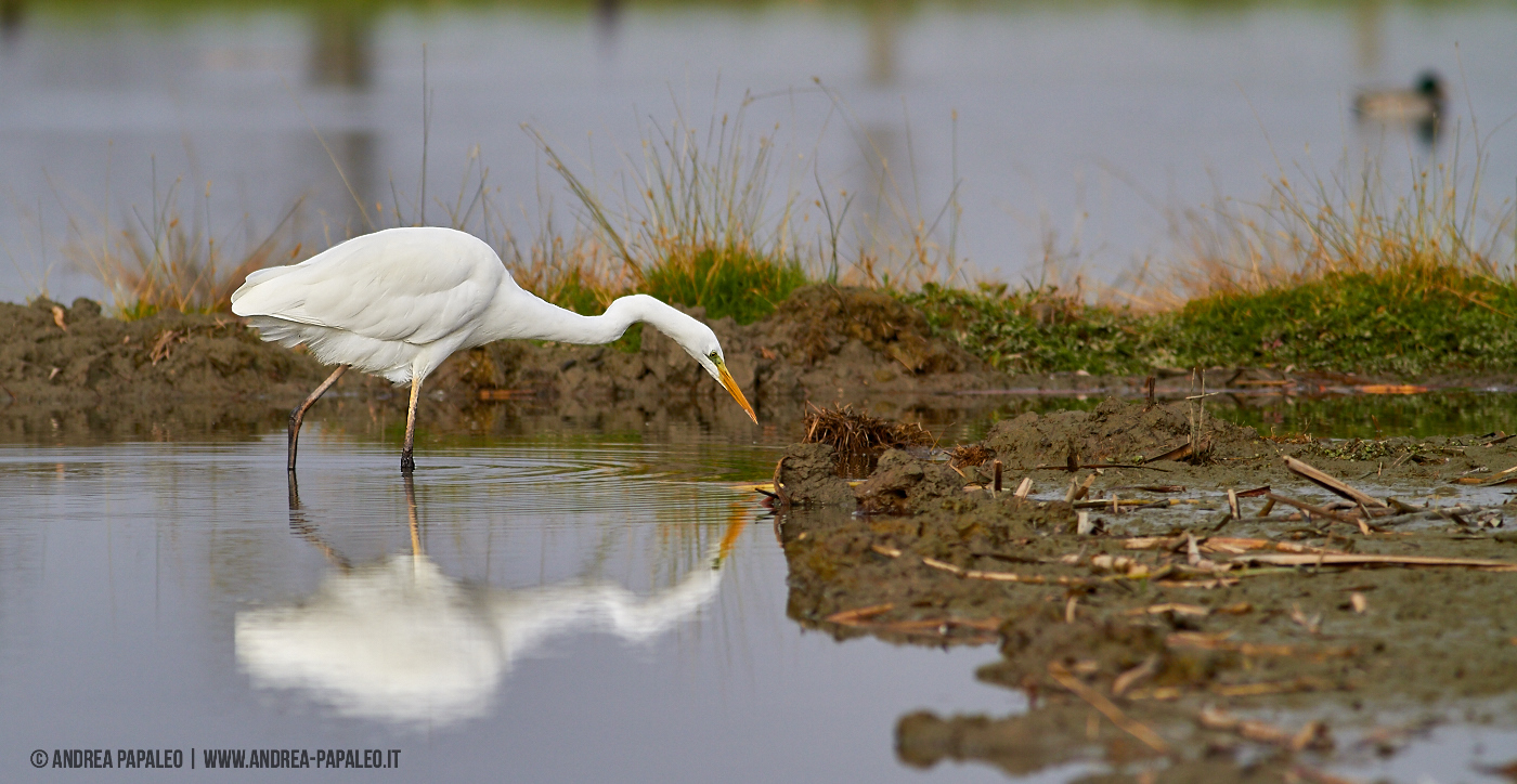 Ardea Alba...