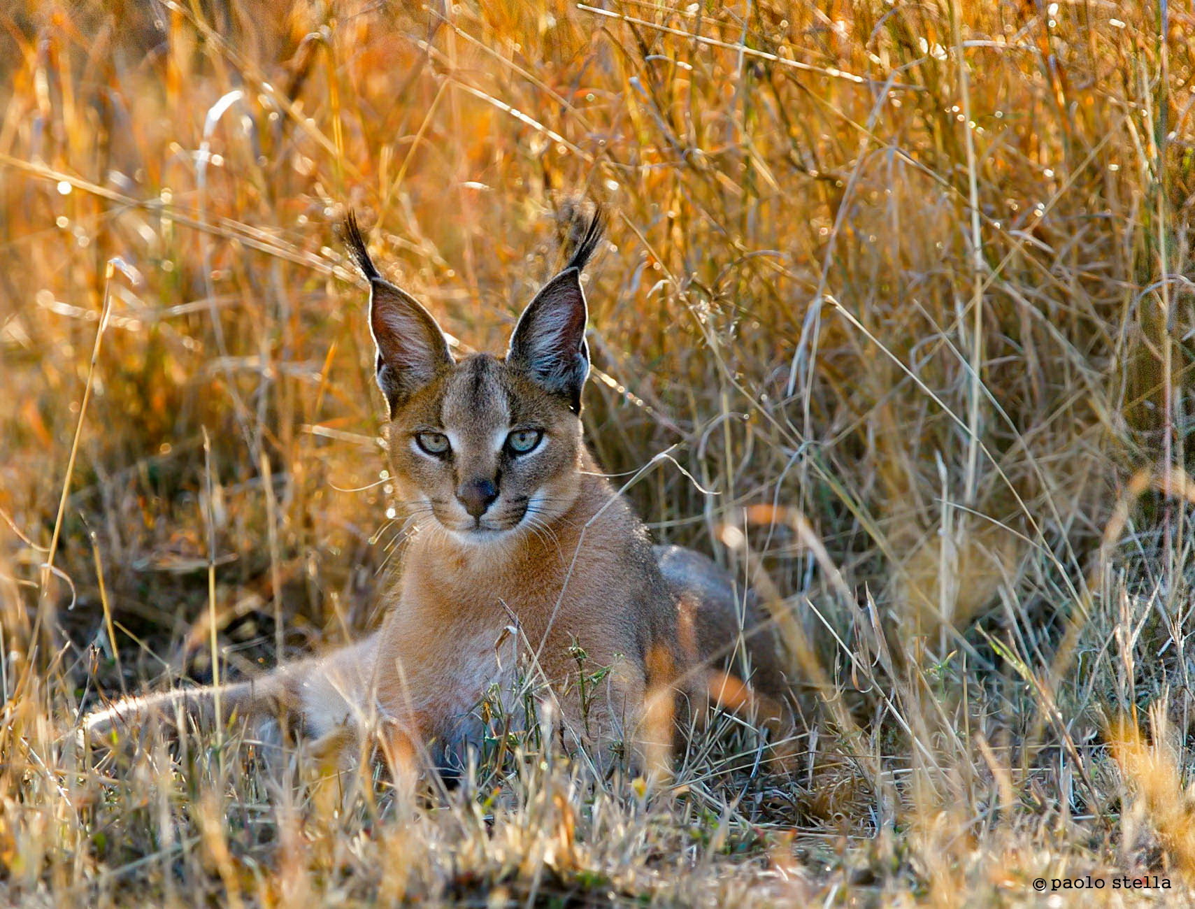 the look of the caracal...