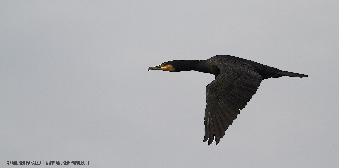 Cormorant...