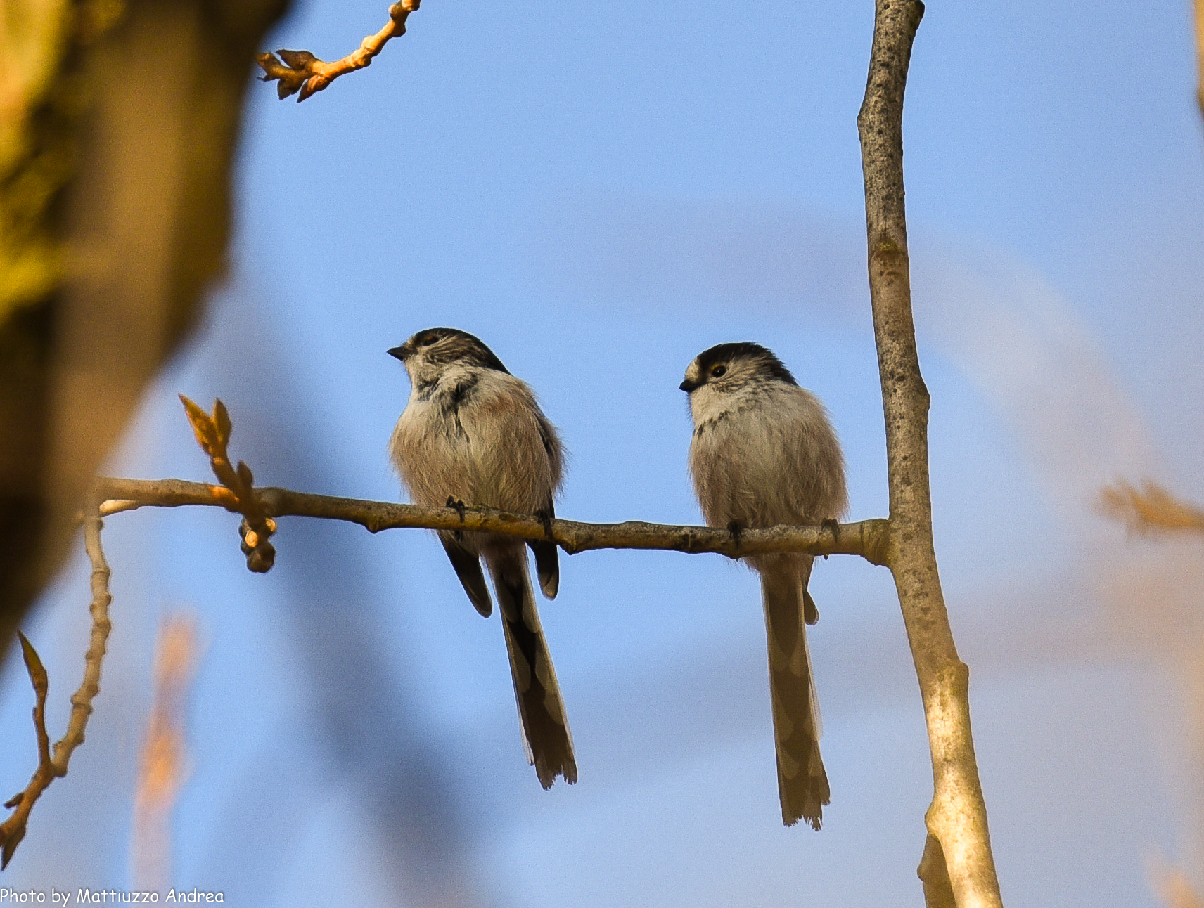 Long-tailed tits...