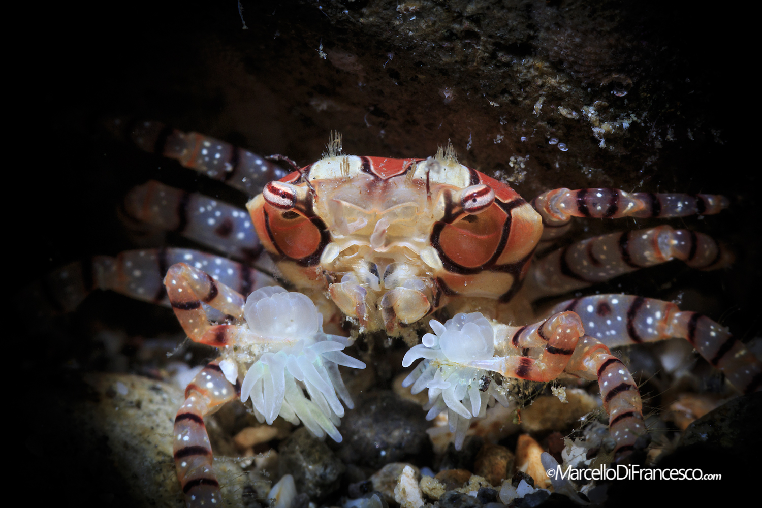 Boxer Crab : Il granchio × !...