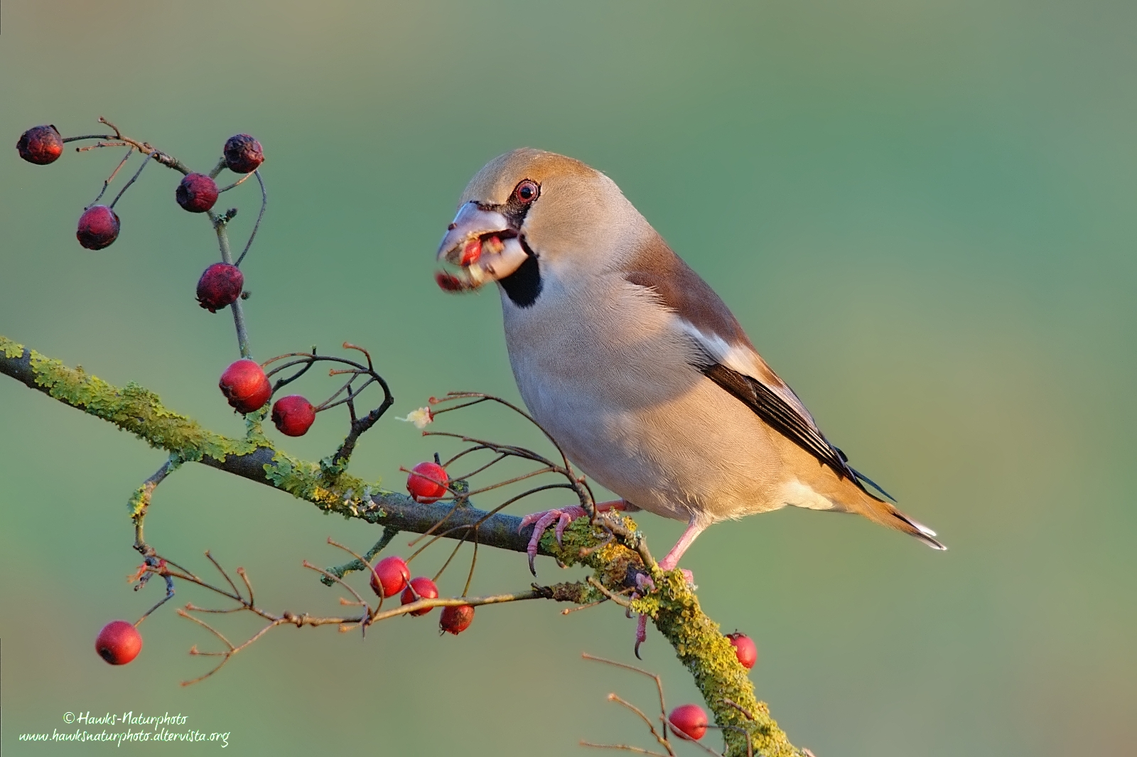 Hawfinch hungry...