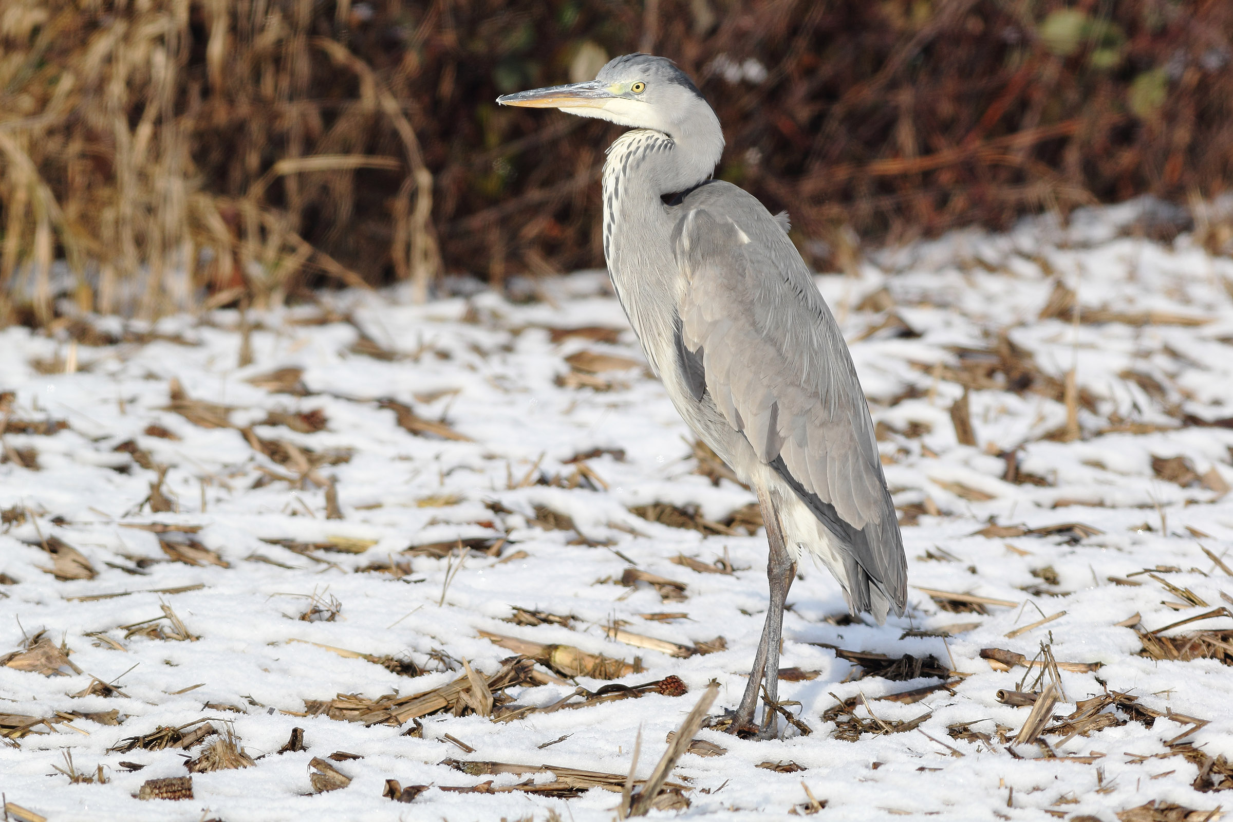 Grey Heron on snow-covered field...