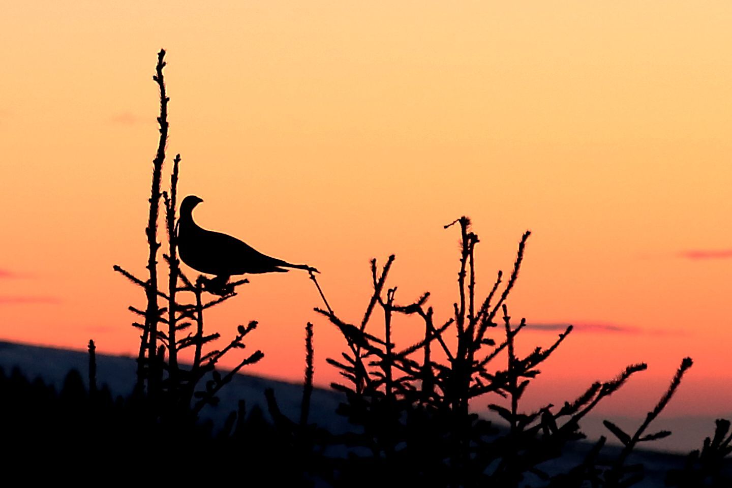 grouse at sunset 2...