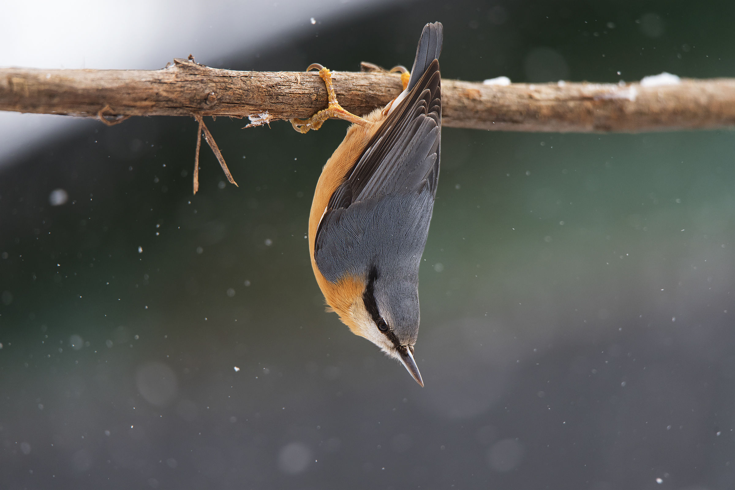 Hanging under the snowfall...