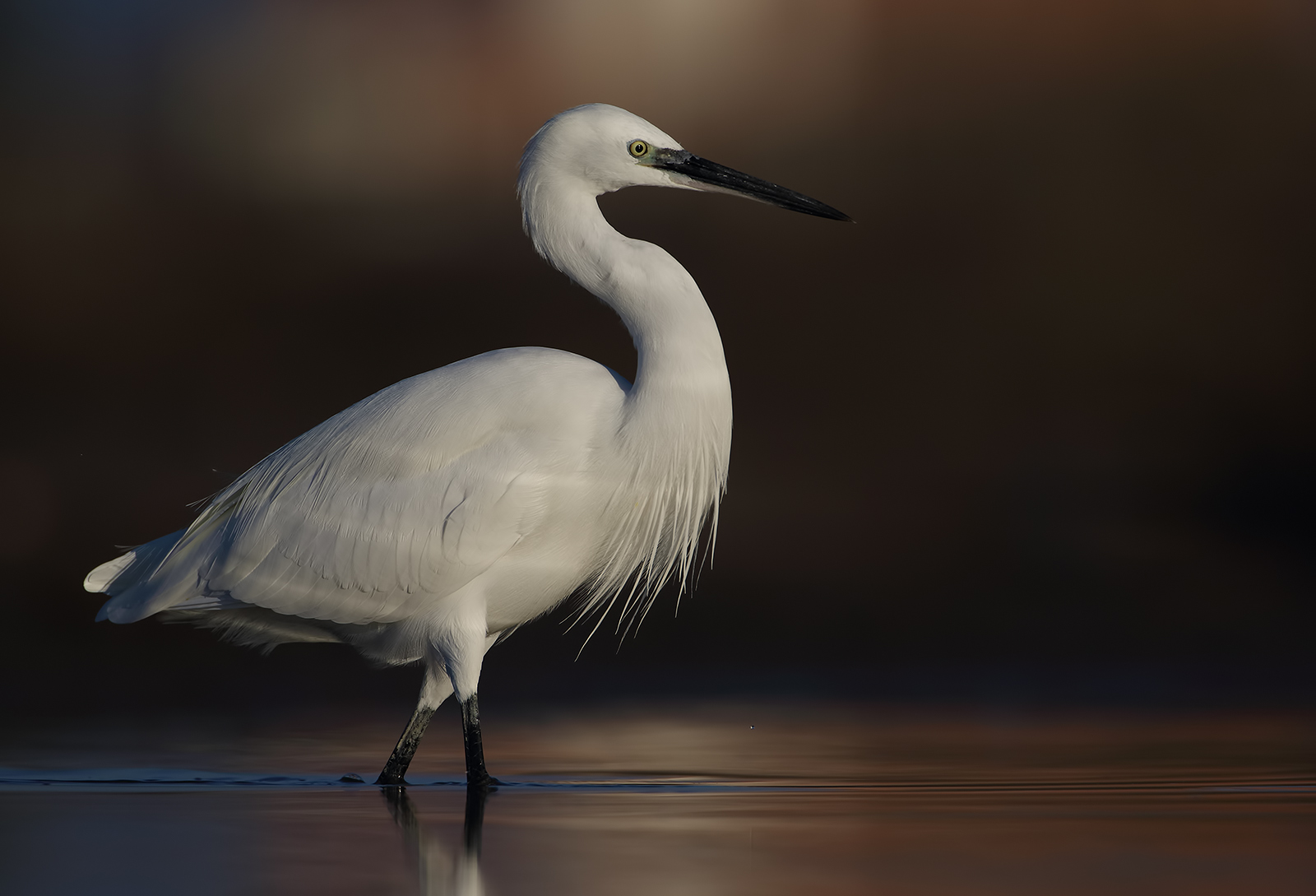 Egret...