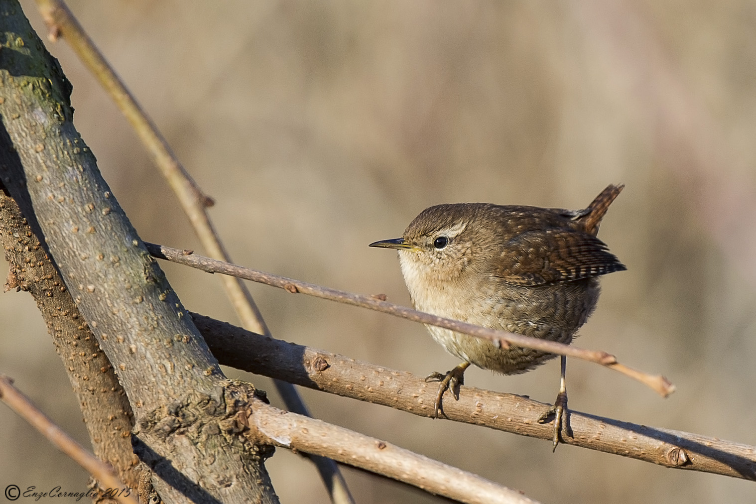 Wren...