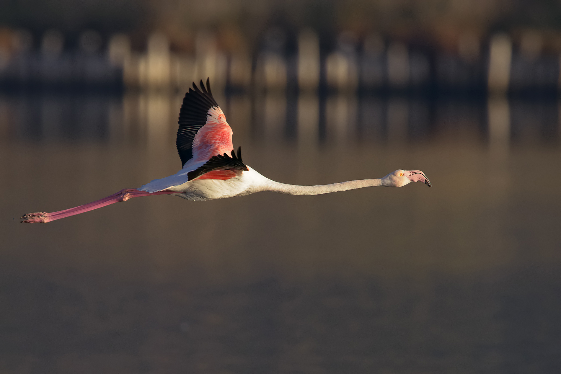 Flamingo on the fly...
