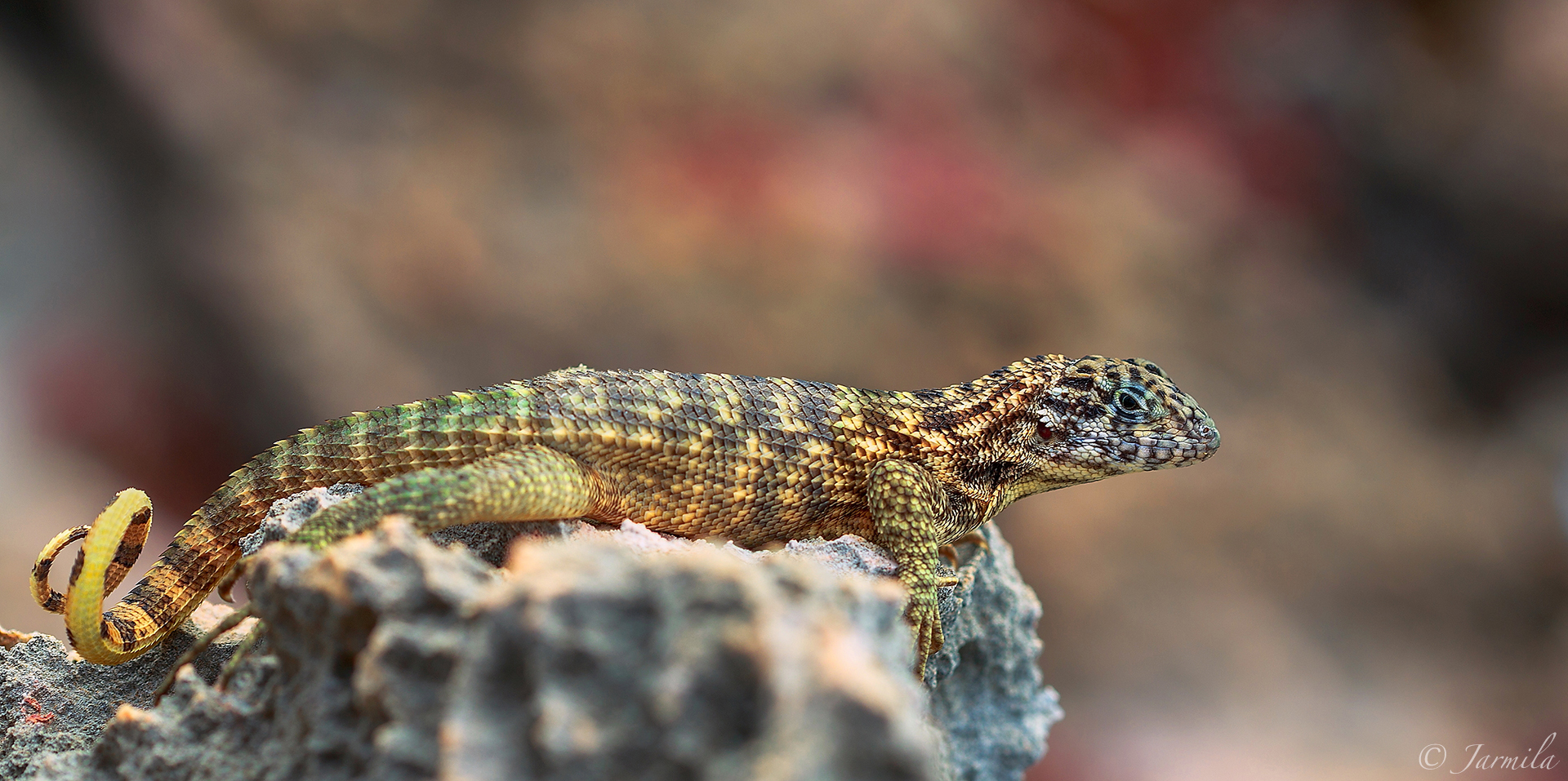 Small curly-tailed lizard...