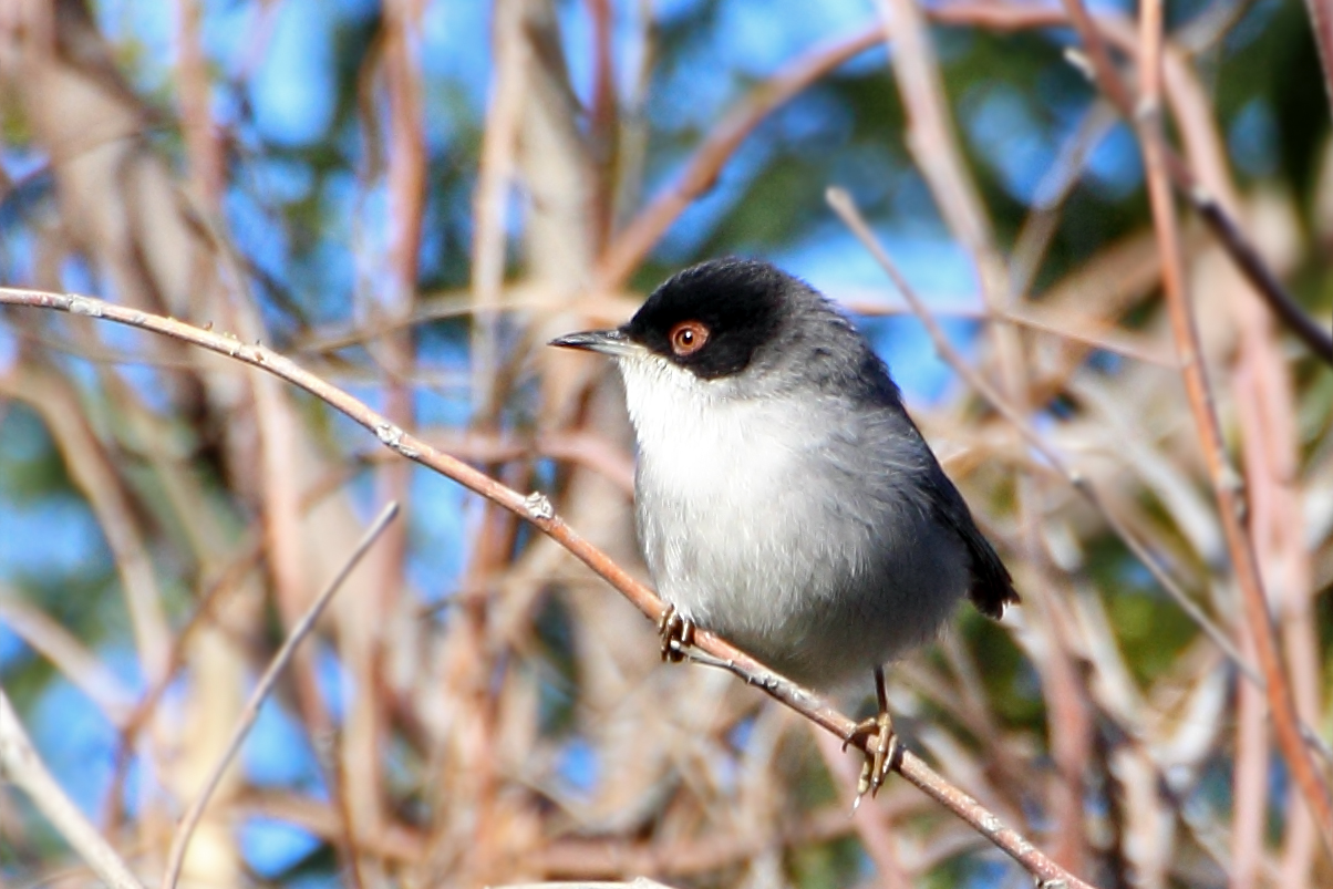 warbler...