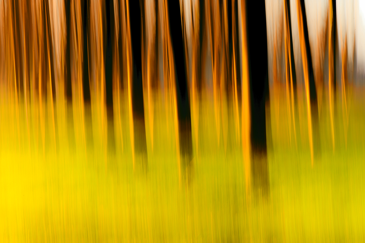 Forest of light!...