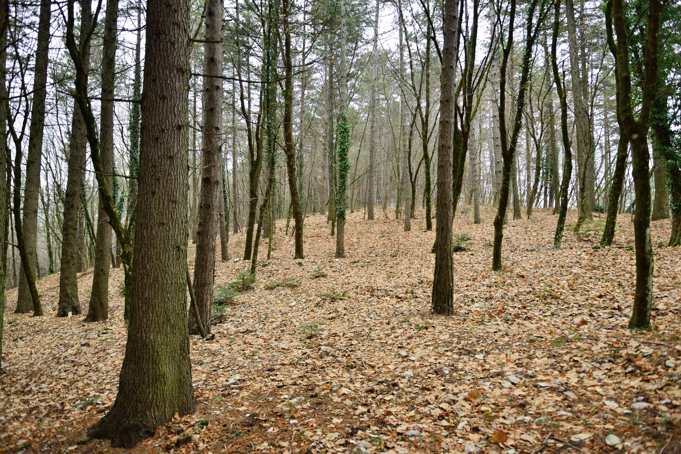 Monte Subasio...