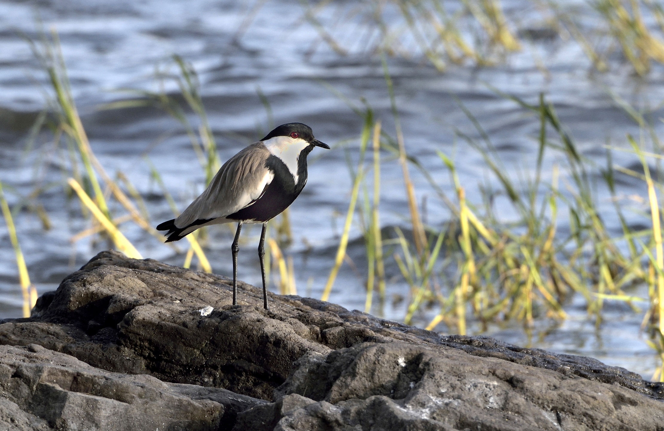 Ethiopia 2015 - ????? Lake Hawassa...