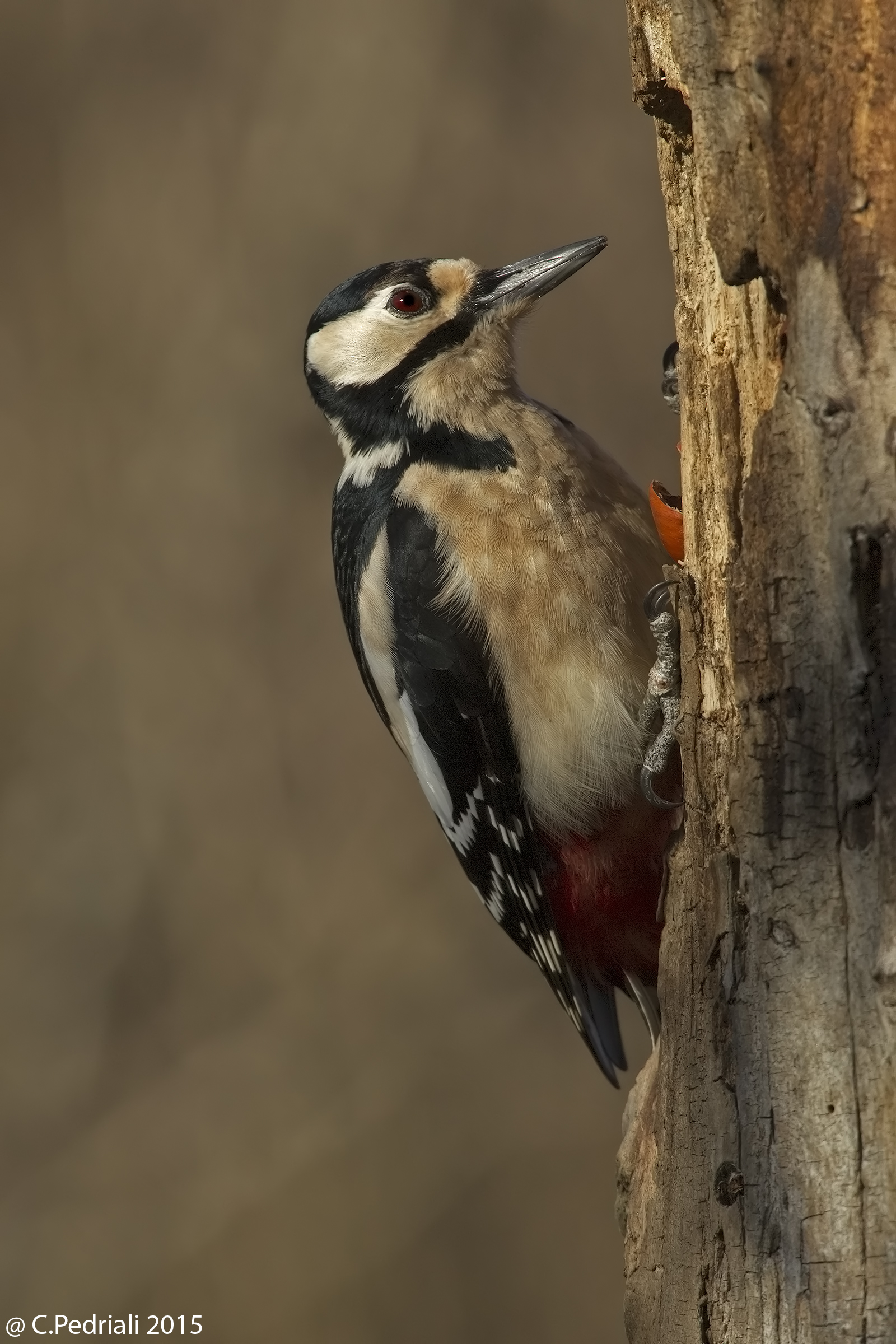 Spotted Woodpecker ......
