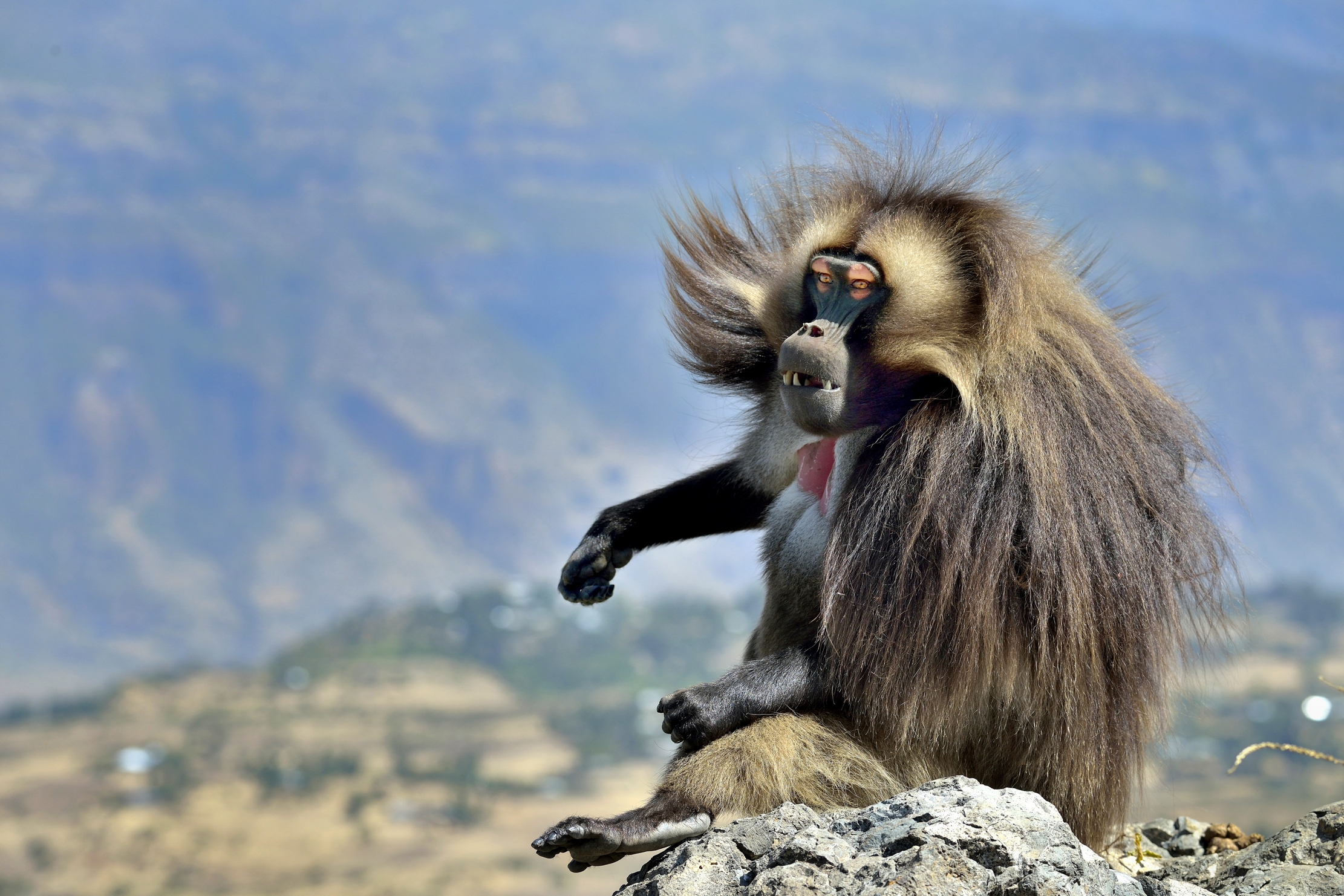 Ethiopia 2015 - Gelada baboon...