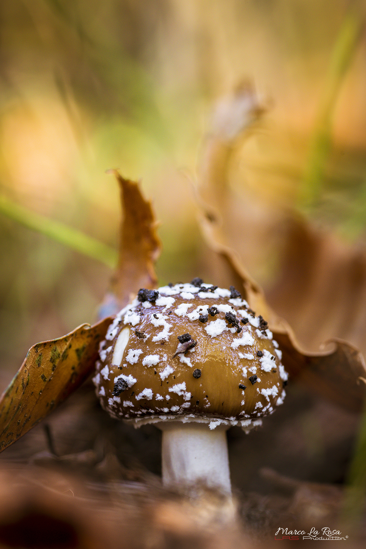 Amanita Phanterina 3...