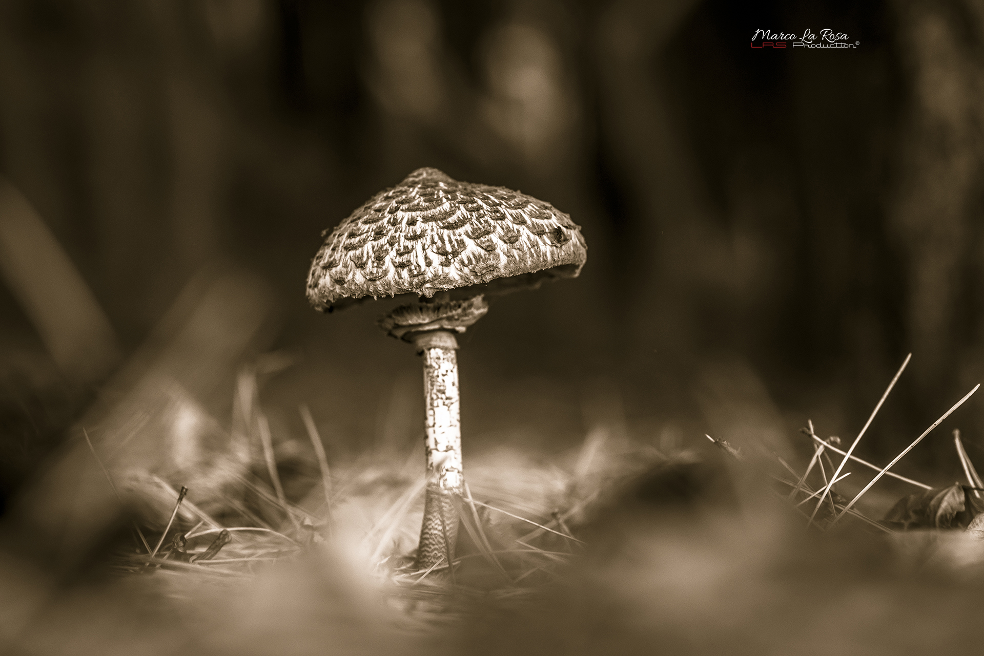 Parasol mushroom 2...