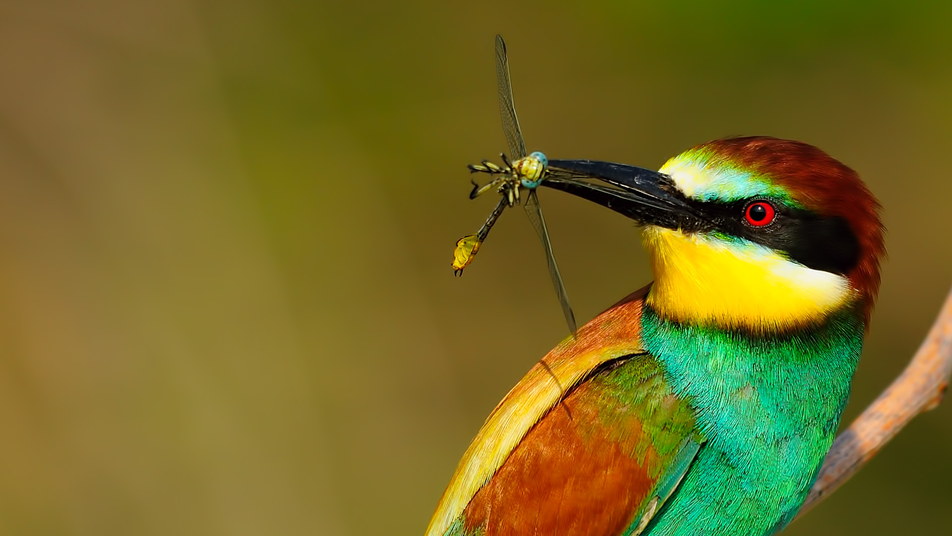Merops apiaster » Bee-eater...