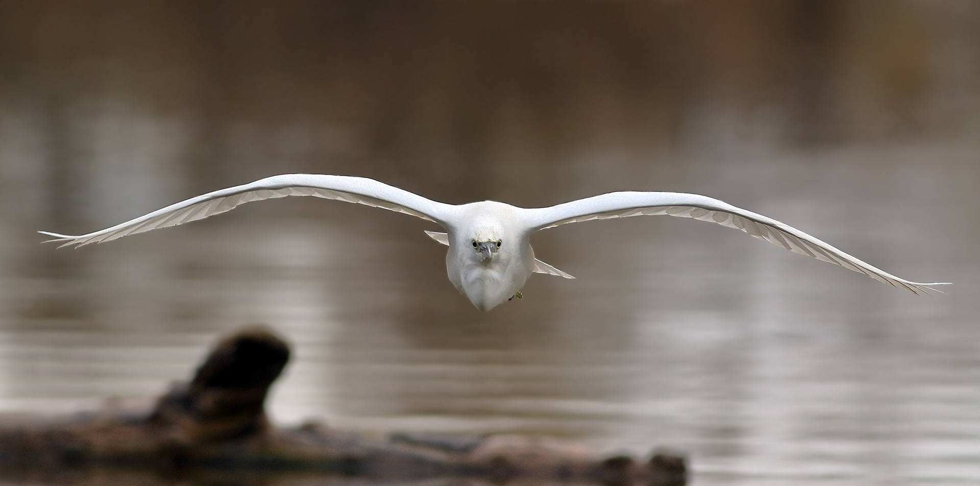 Egret...