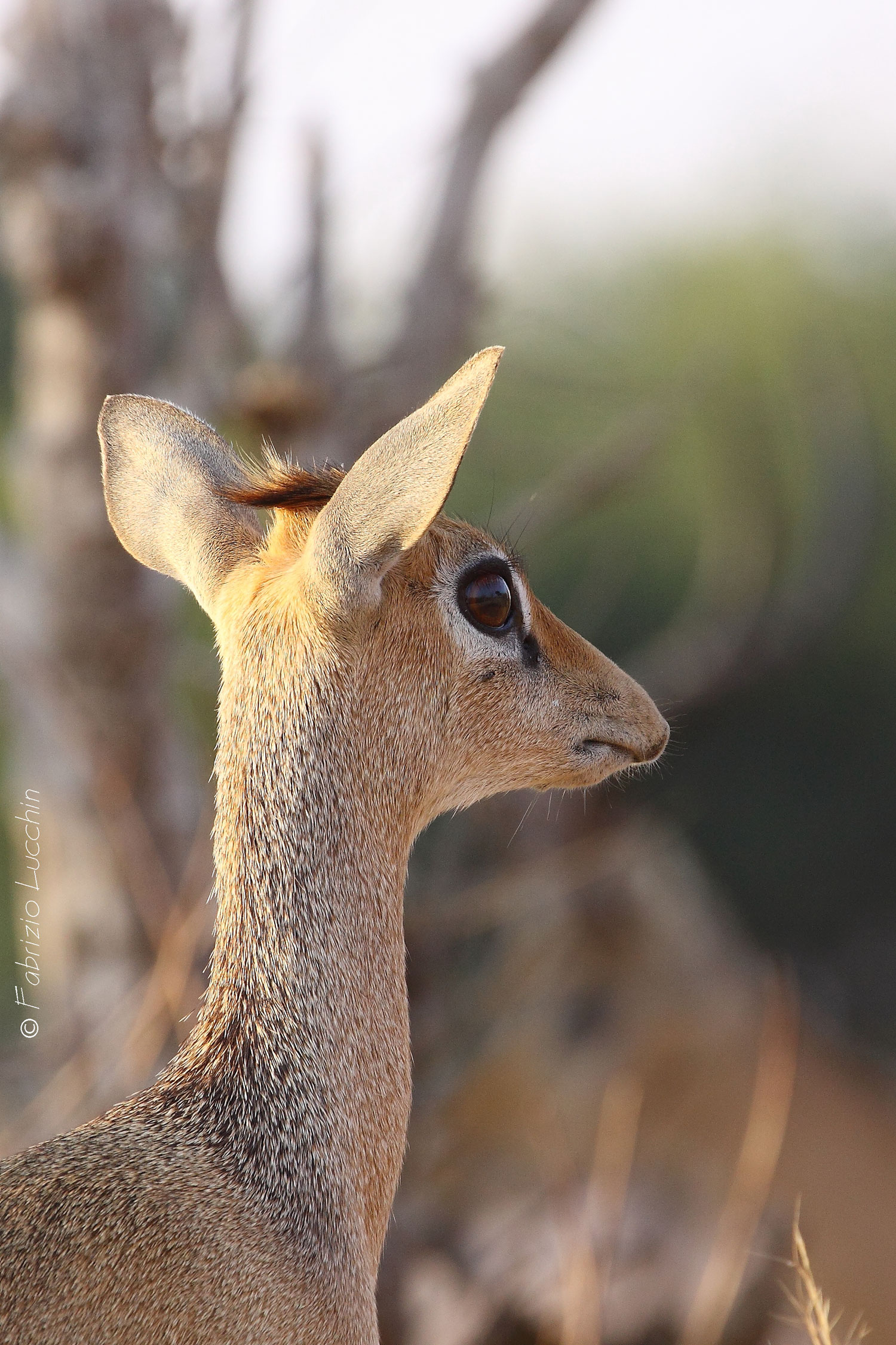 Dik Dik...