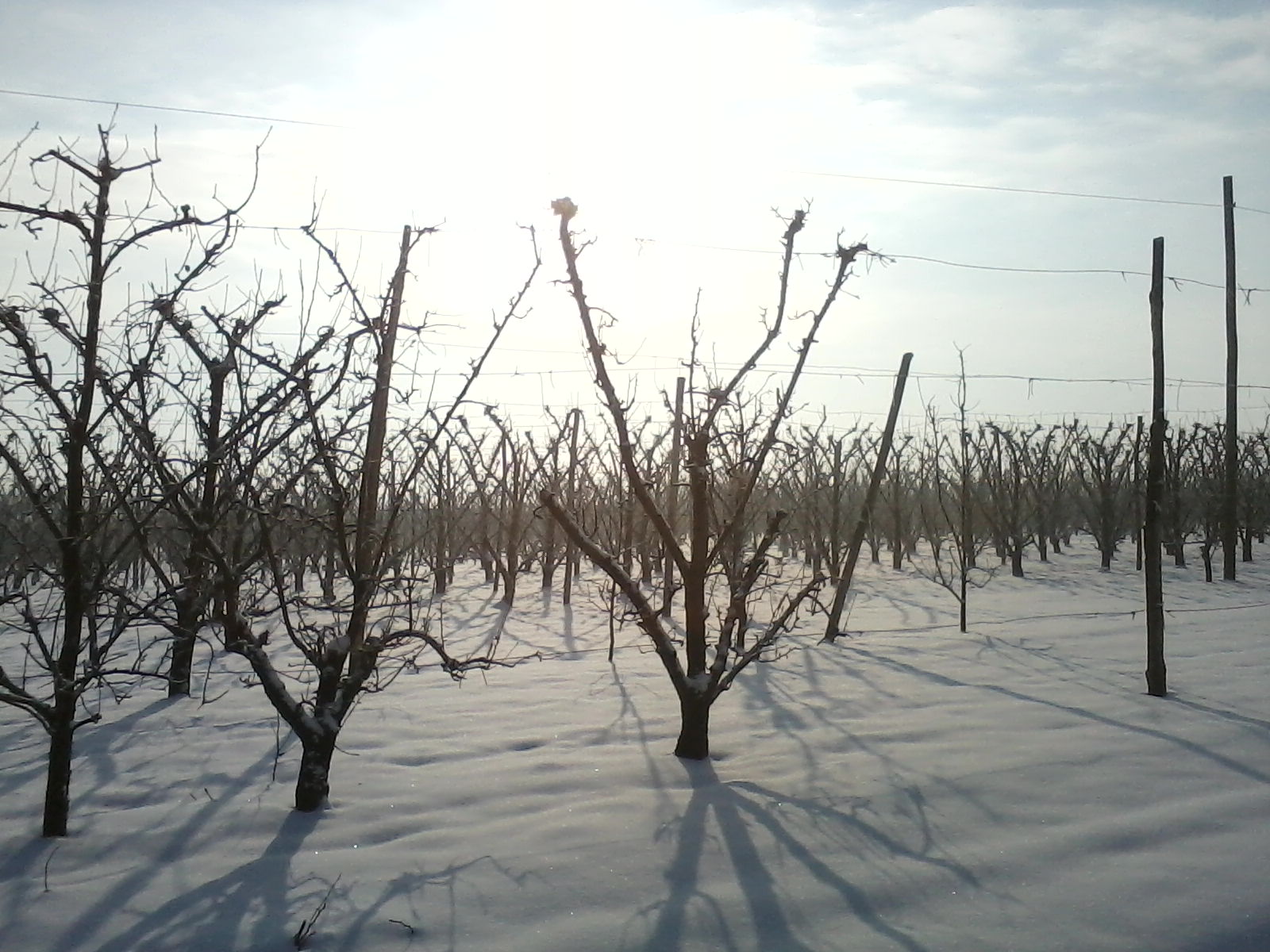orchard - Sozzigalli...