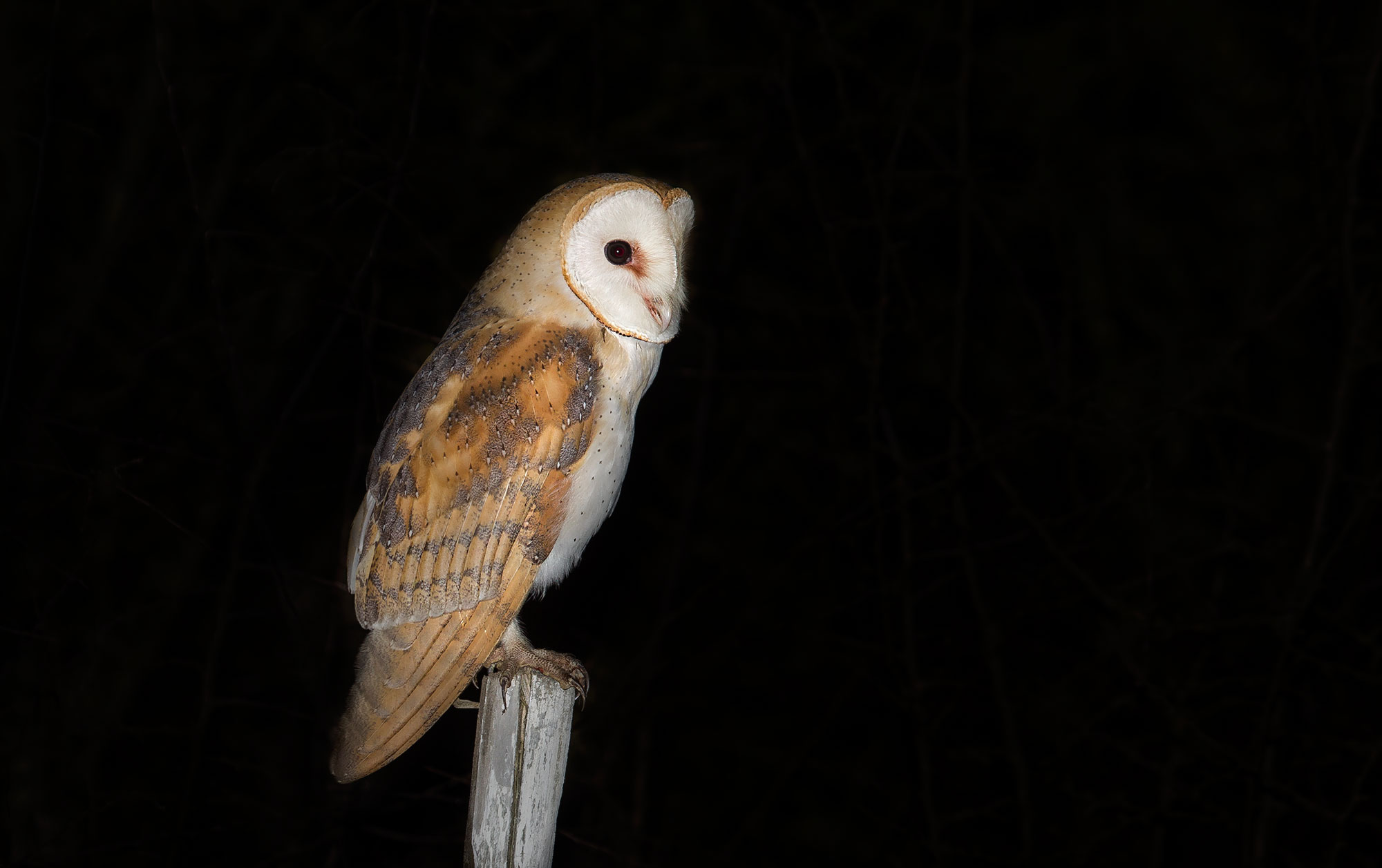 Barn owl in observation...