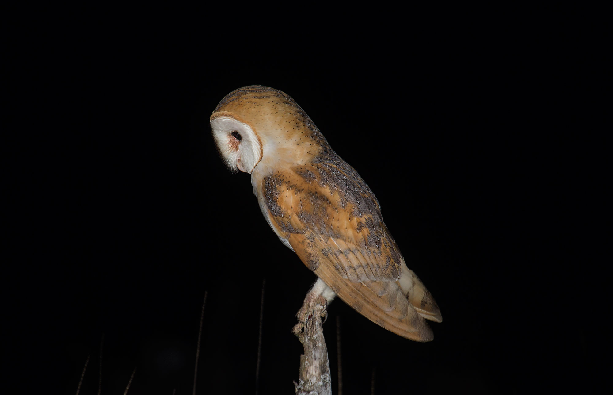 Barn Owl in profile...