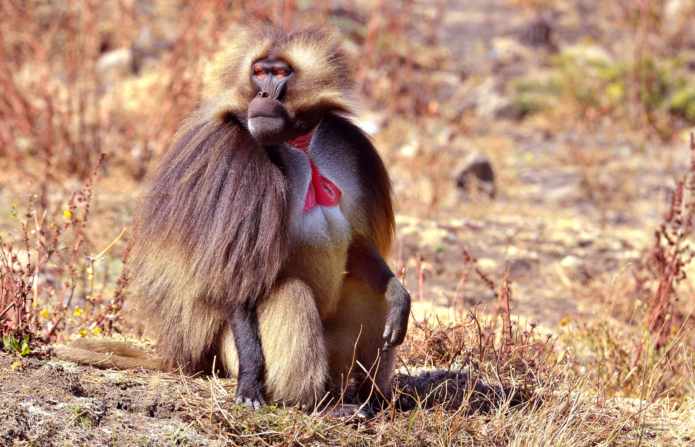 Etiopia 2015 - Gelada baboon...