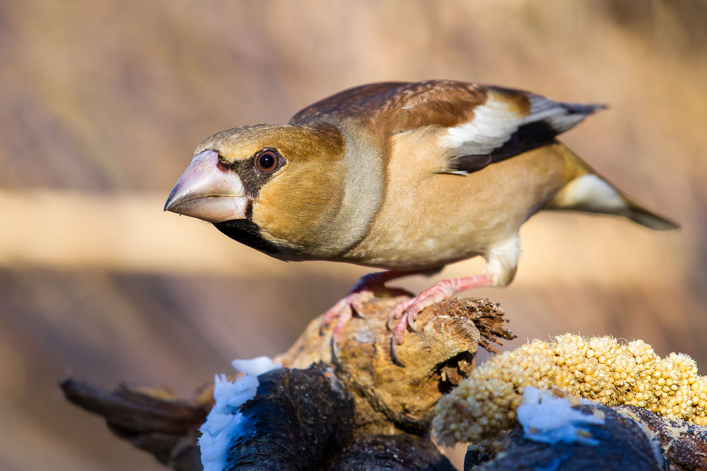Hawfinch pissed...