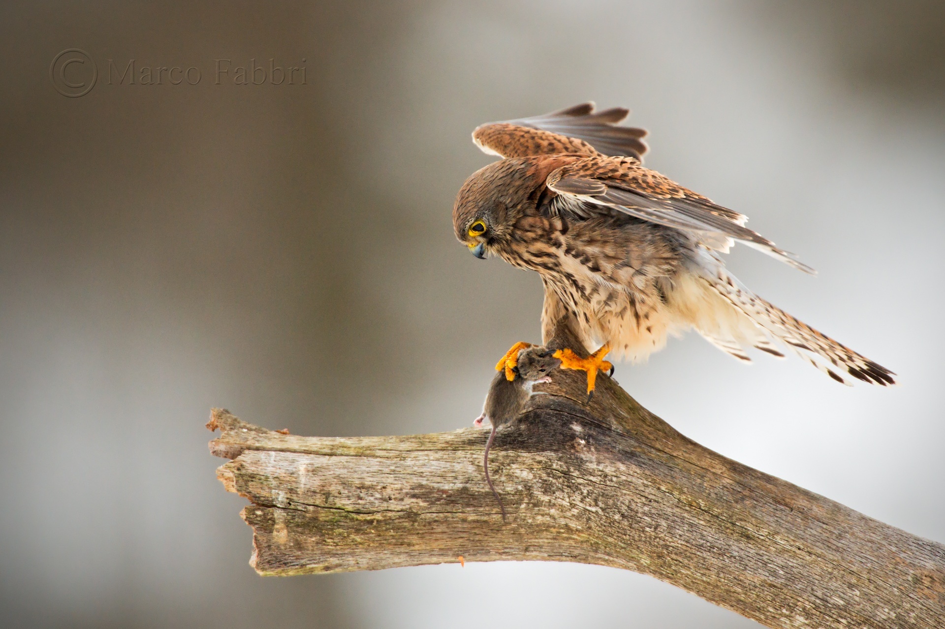 The Kestrel and mouse 2...