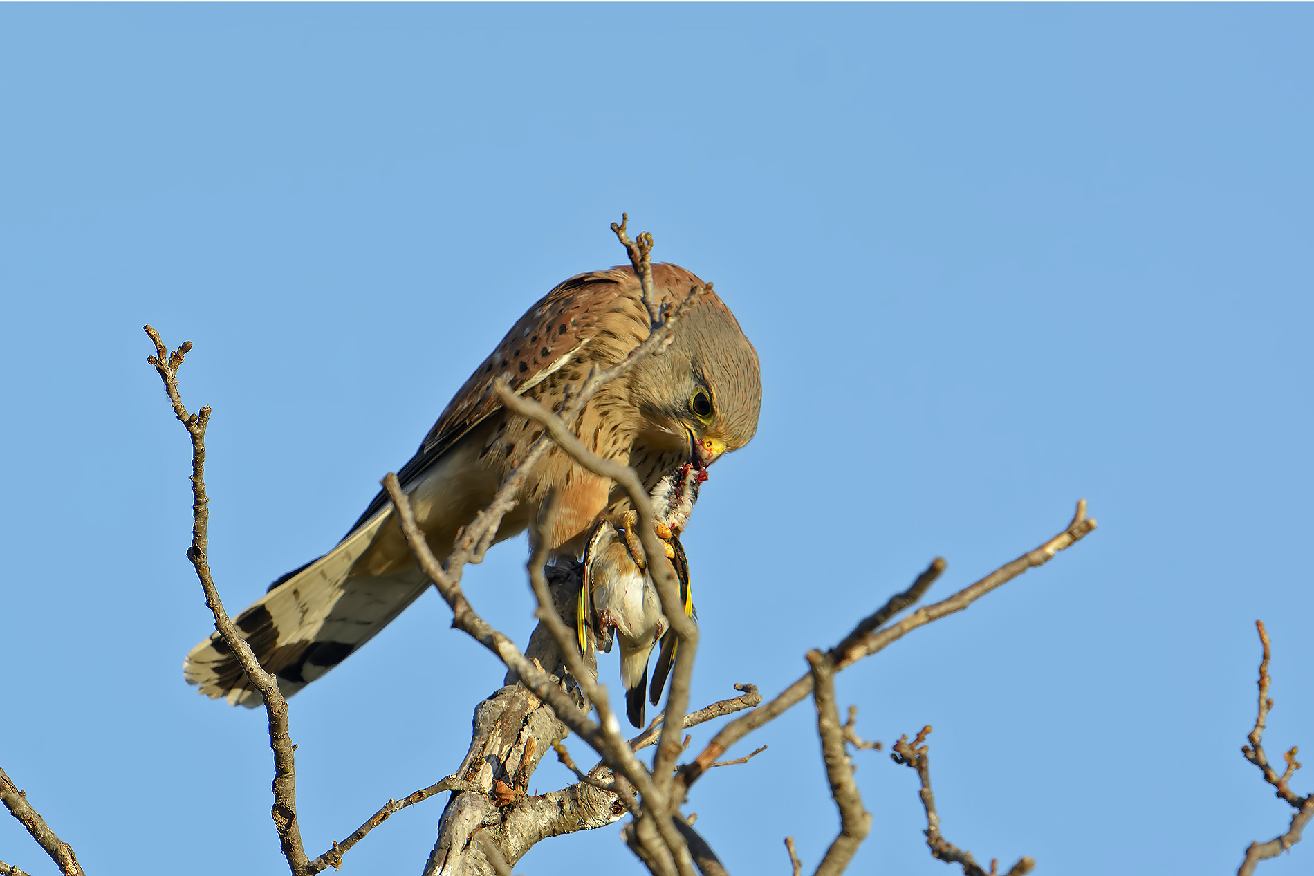 kestrels and goldfinch...