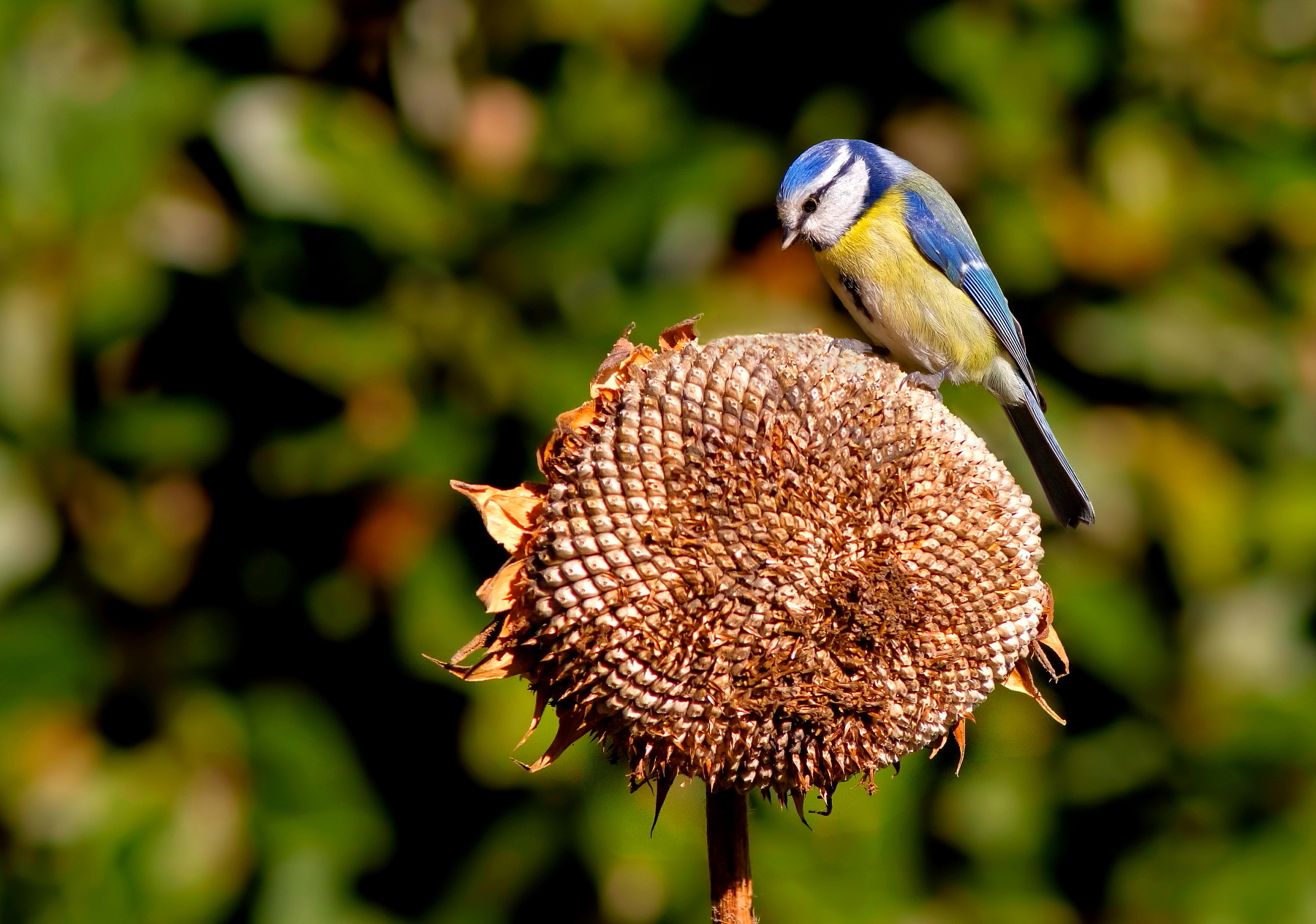 Tit with sunflower...