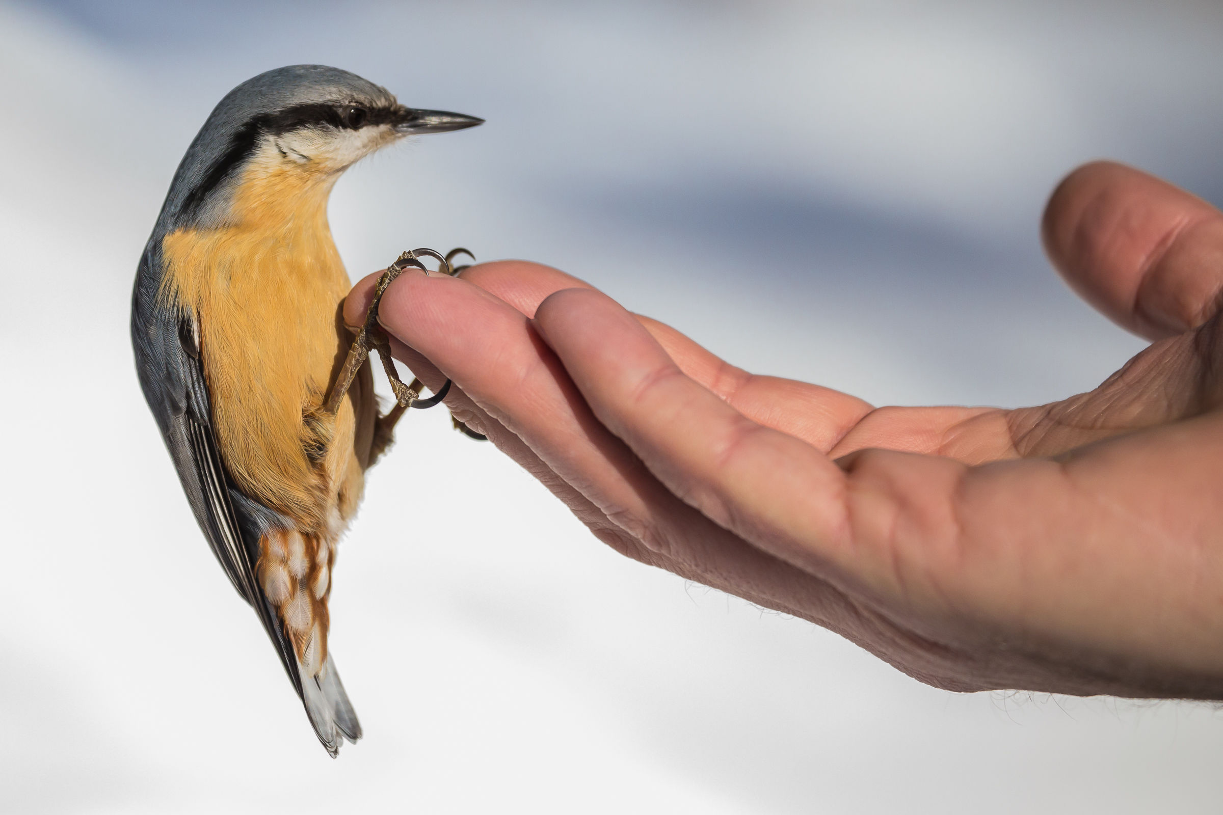 Nuthatch at hand...
